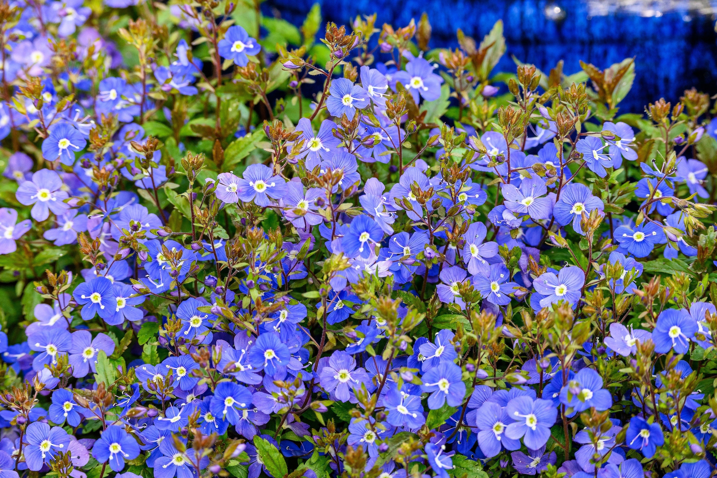 25 CREEPING BLUE SPEEDWELL Veronica Repens Groundcover Flower Seeds - Image 8