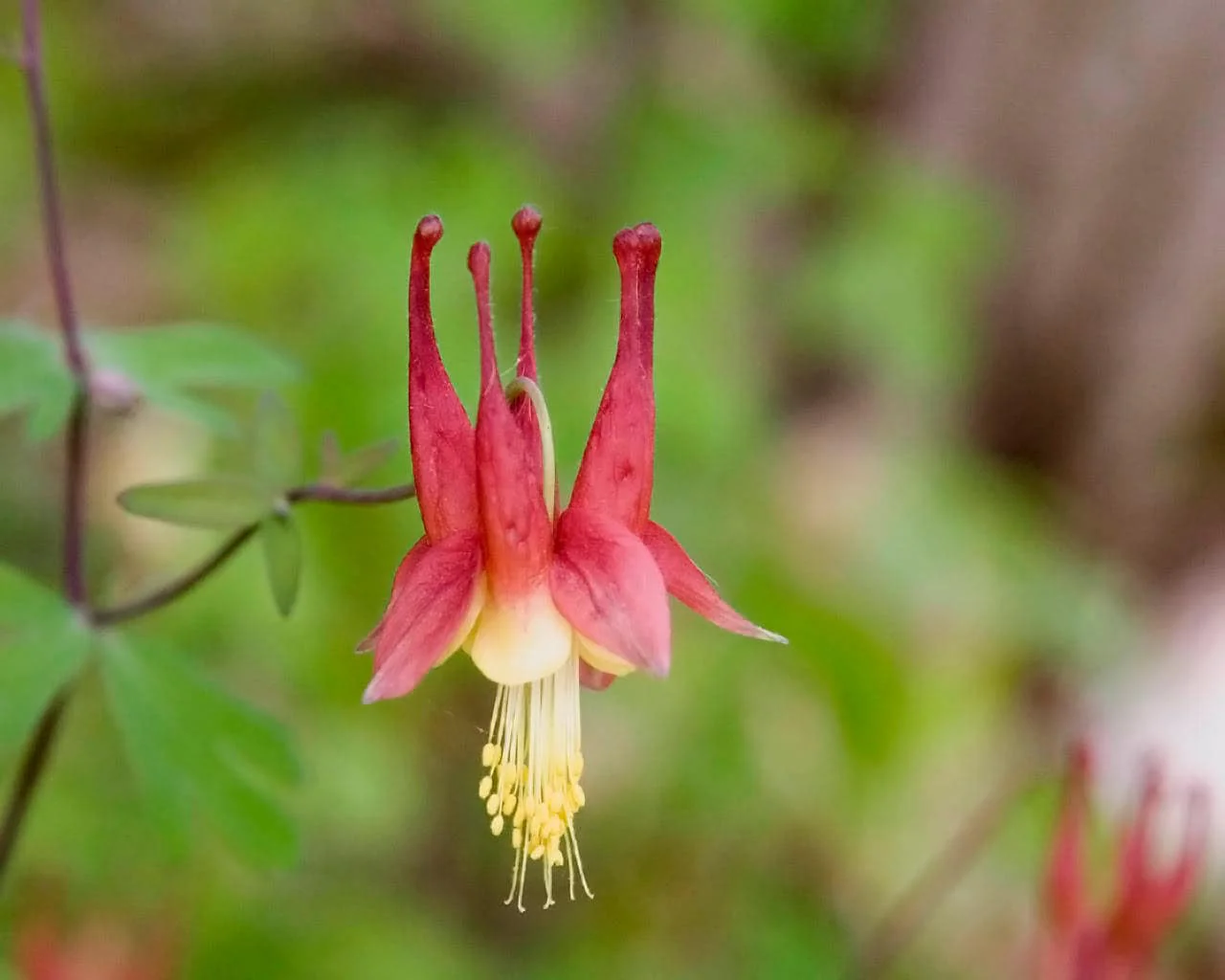 25 CRIMSON STAR COLUMBINE Red & White McKana's Giant Aquilegia Flower Seeds - Image 3