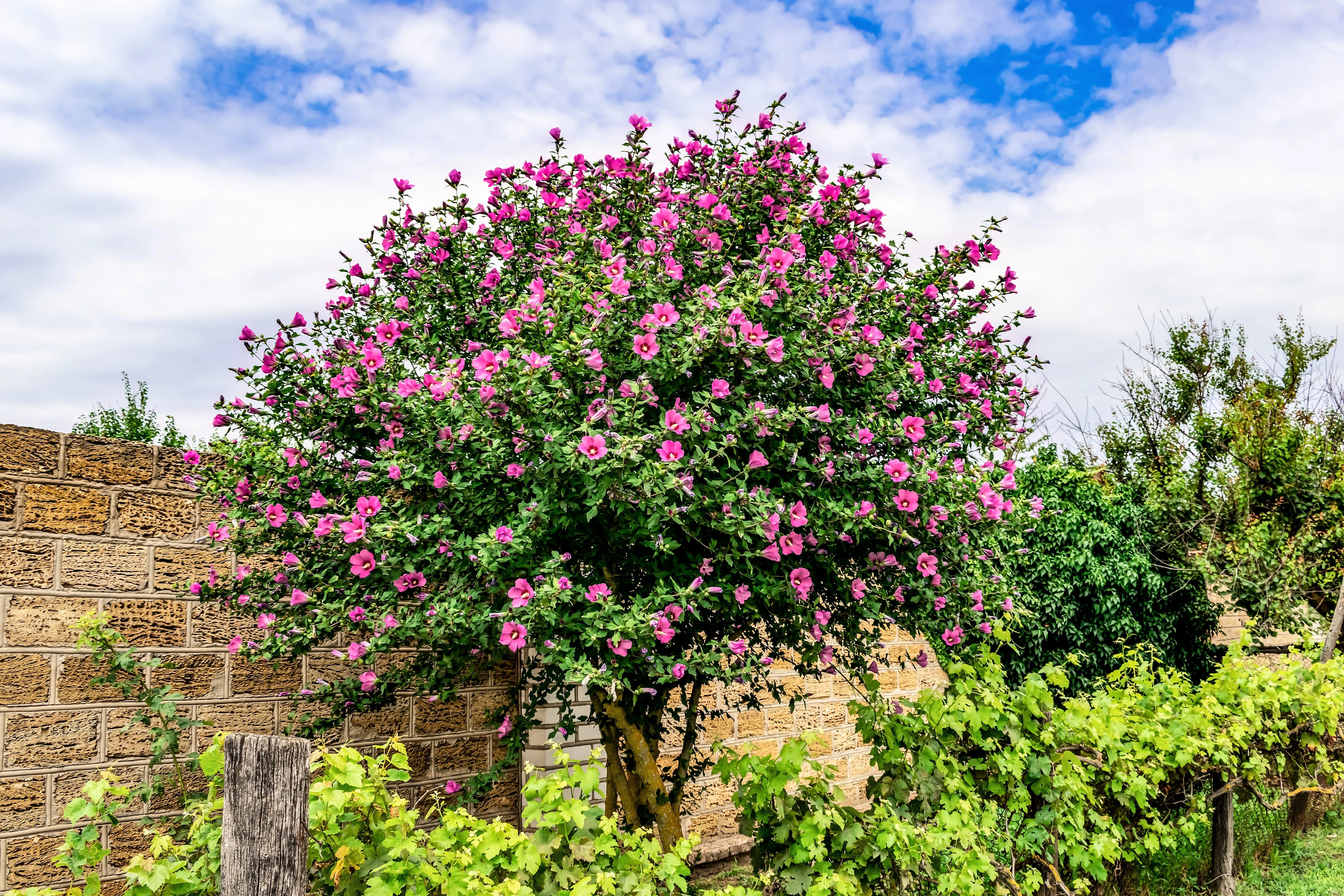 25 Dark Pink ROSE Of SHARON HIBISCUS Syriacus Flower Tree Bush Seeds - Image 3