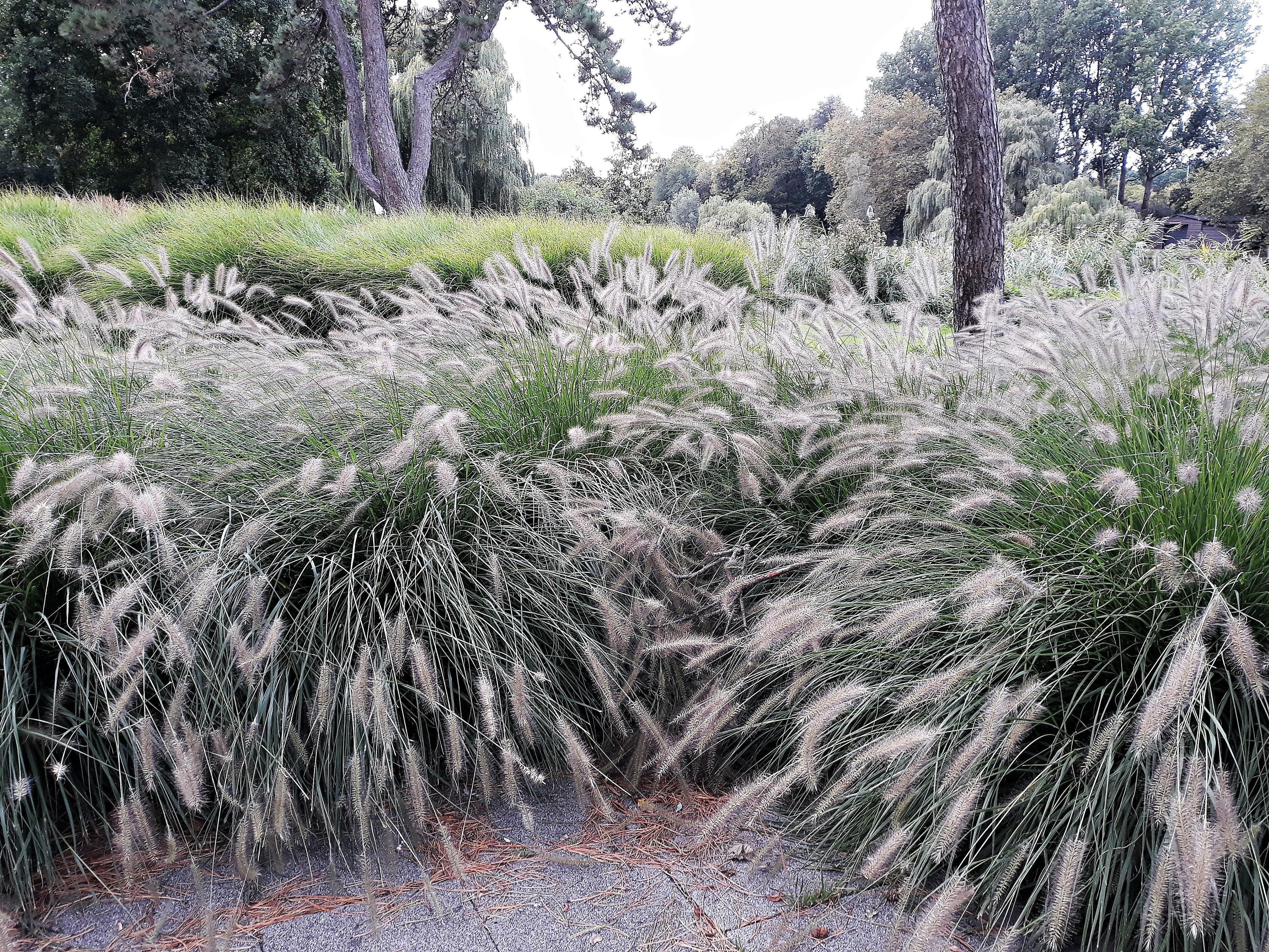 25 DWARF FOUNTAIN GRASS Pennisetum Alopecuroides Hardy Ornamental White Plume Seeds - Image 6