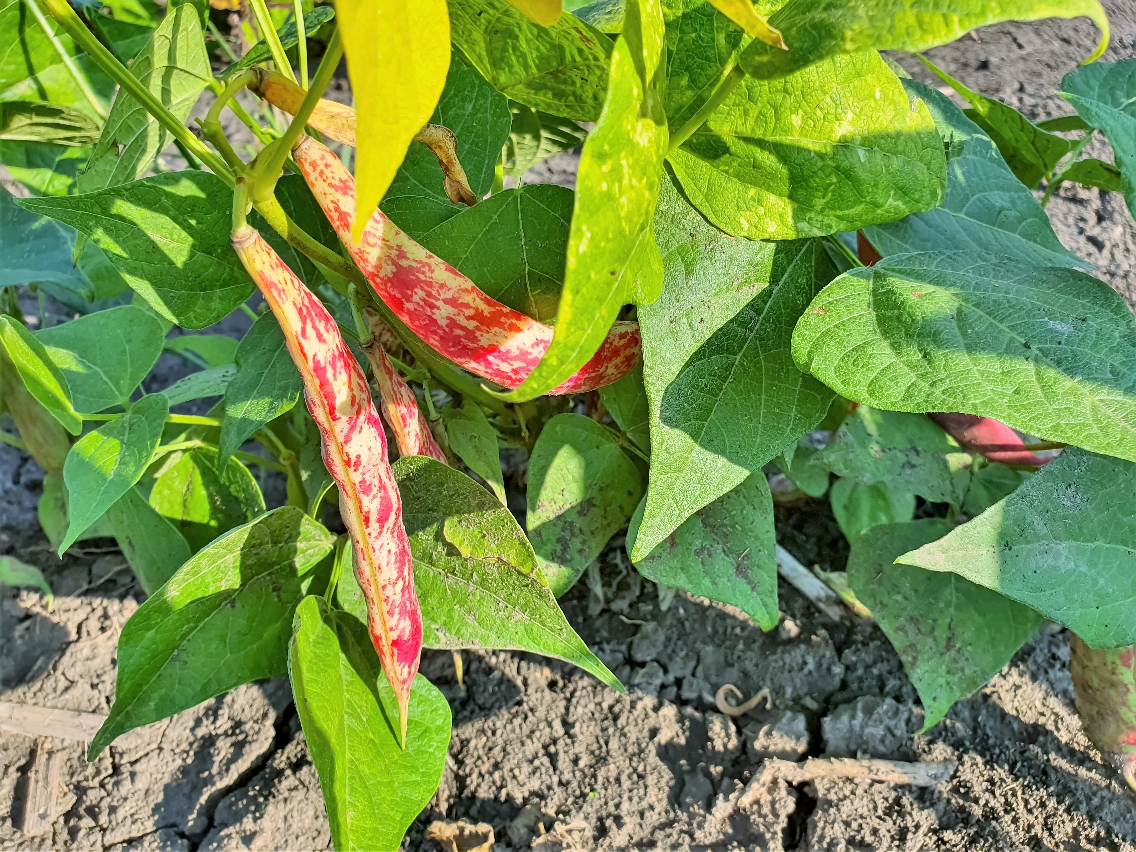 25 DWARF HORTICULTURE BEAN Taylor Long French Phaseolus Vulgaris Vegetable Seeds - Image 9