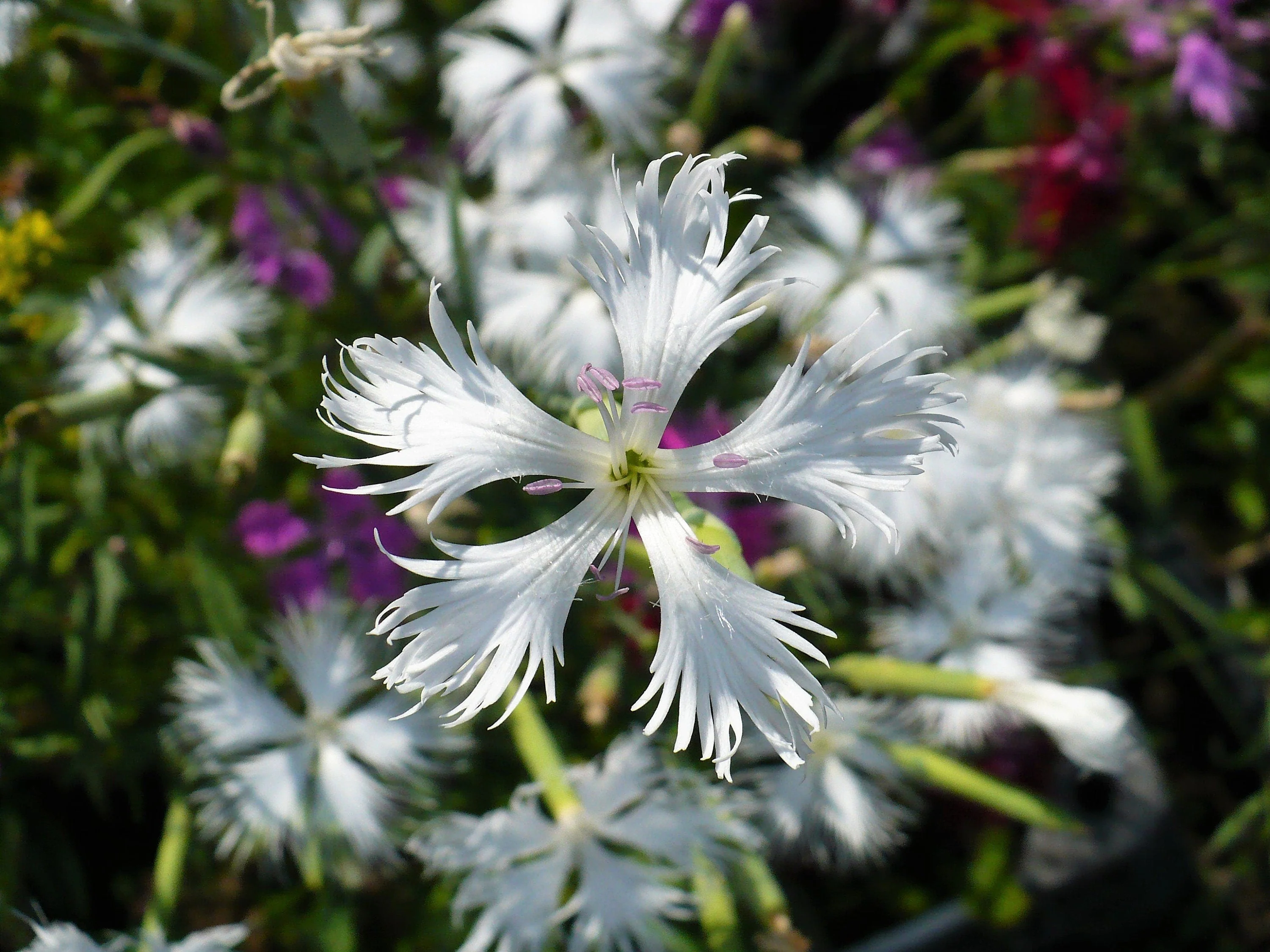 25 Dwarf LITTLE MAIDEN DIANTHUS Arenarius f. Nanus Fragrant White Flower Seeds - Image 4