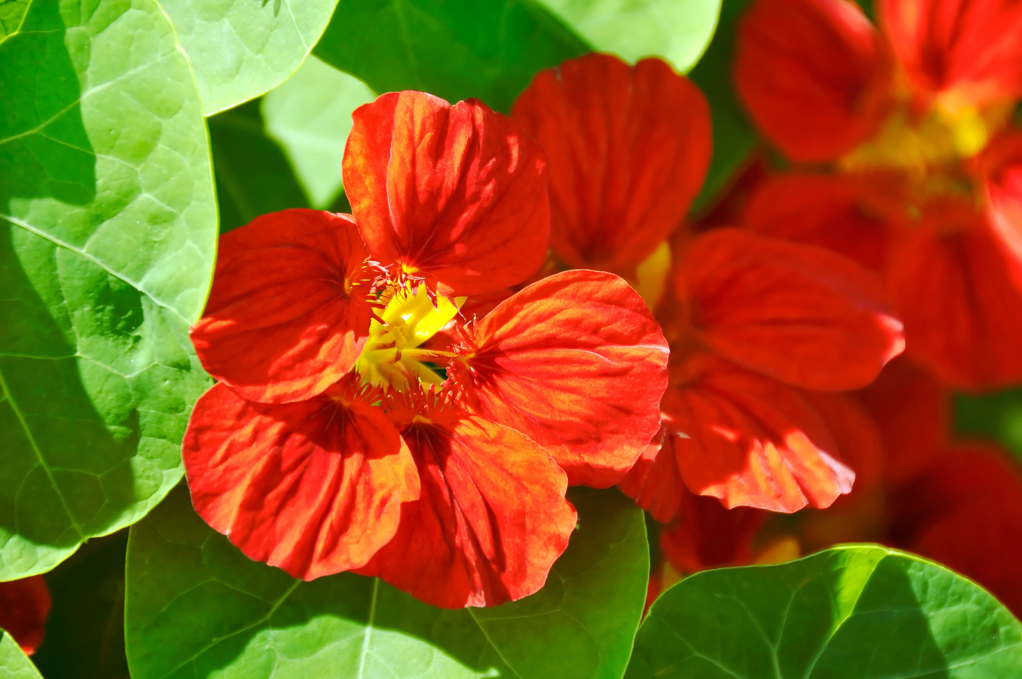 25 Dwarf RED EMPRESS NASTURTIUM Tropaeolum Nanum Hummingbird Flower Seeds - Image 11