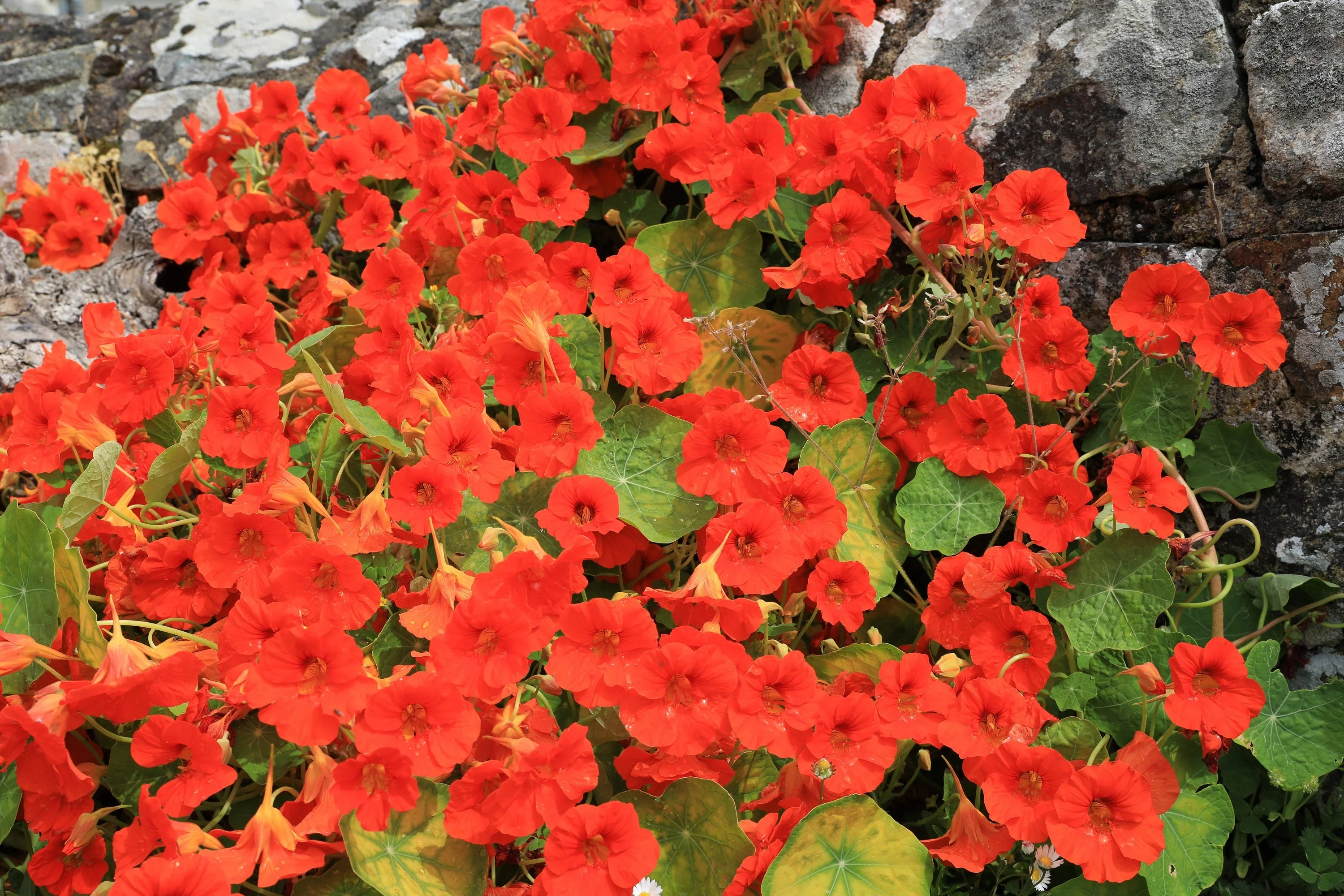 25 Dwarf RED EMPRESS NASTURTIUM Tropaeolum Nanum Hummingbird Flower Seeds - Image 9