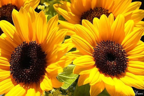 25 EBONY & GOLD SUNFLOWER Helianthus Annuus Flower Seeds - Image 4