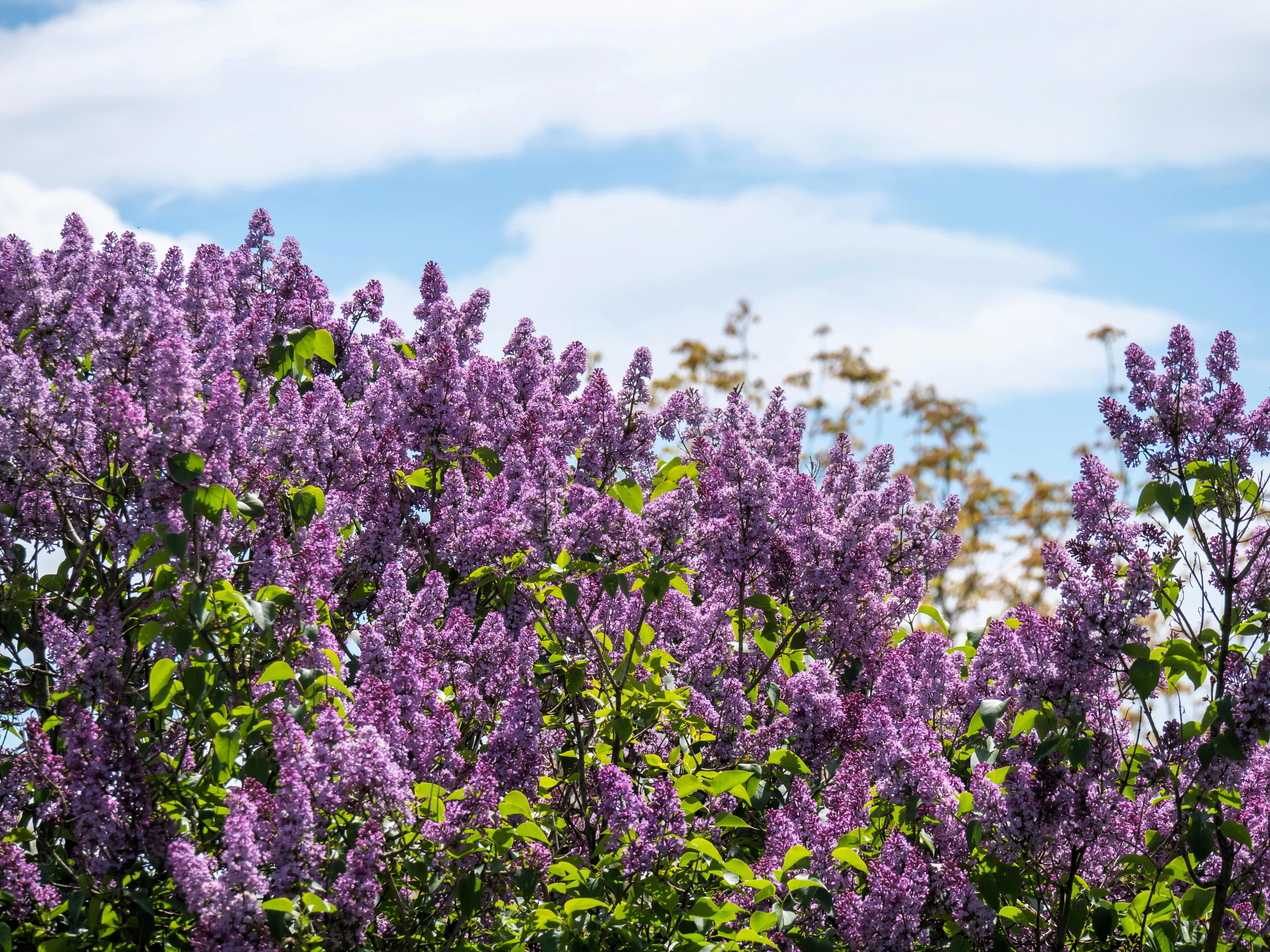 25 FRENCH / Old FASHIONED LILAC Syringa Vulgaris Flower Shrub Bush Seeds - Image 12