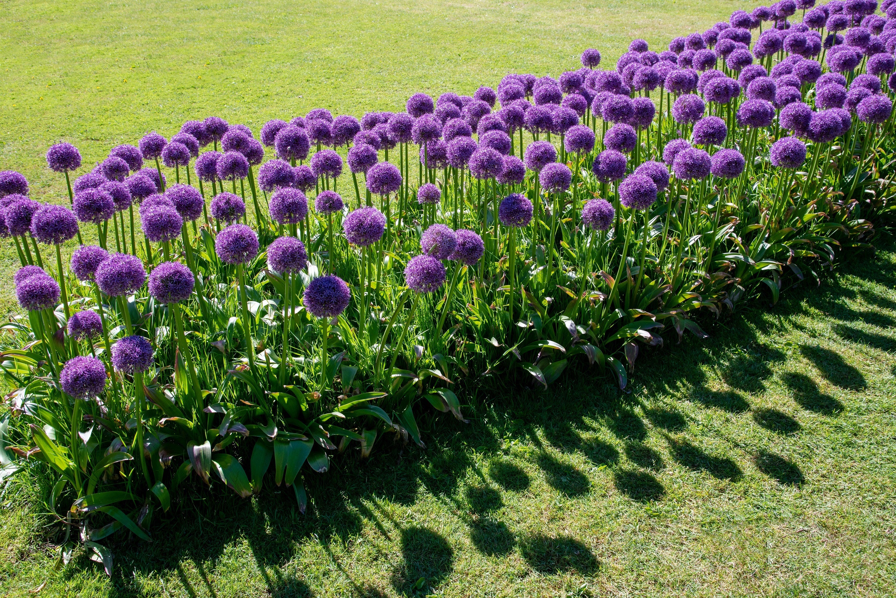 25 GIANT ALLIUM Allium Giganteum Purple Globe Flower Seeds - Image 9