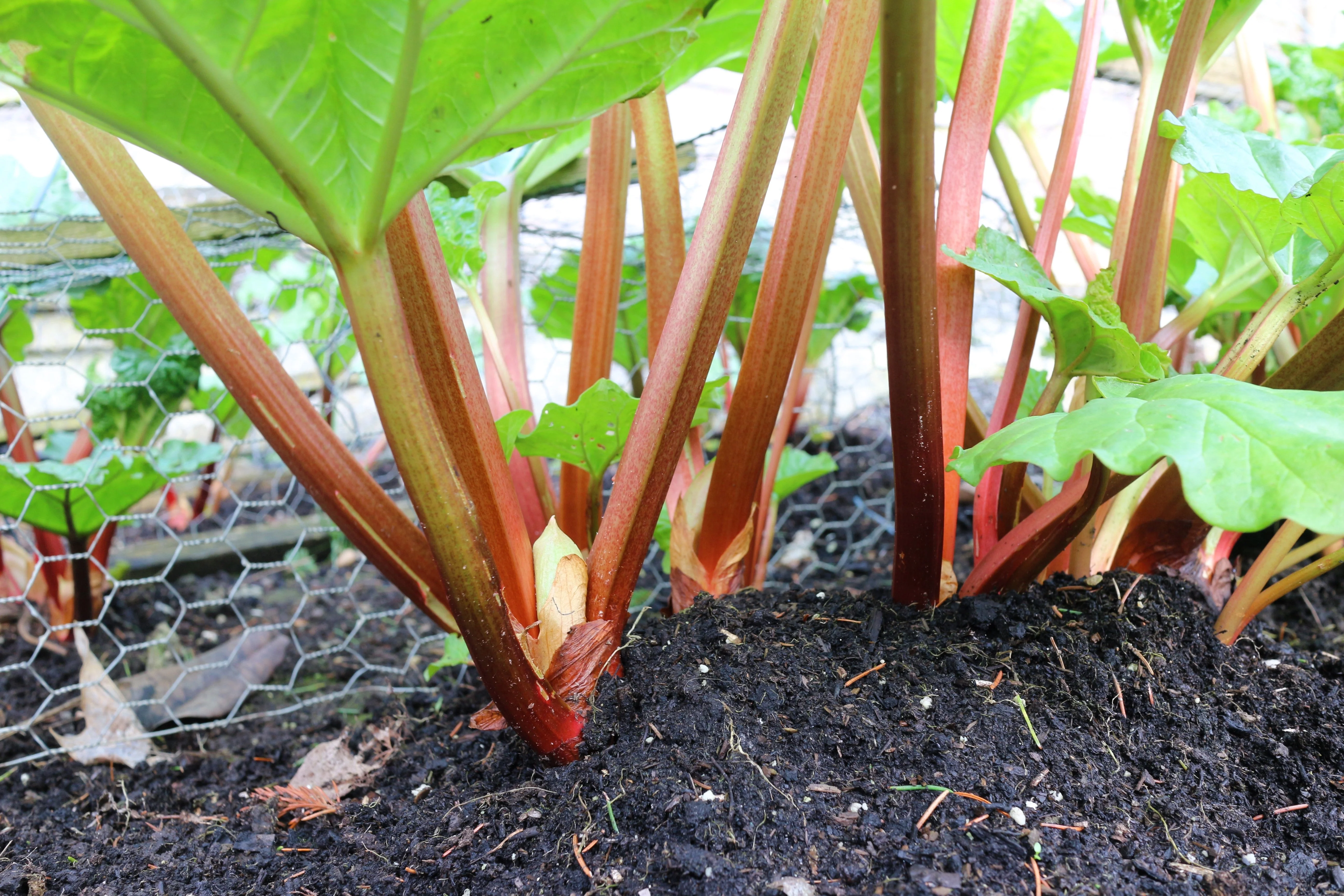 25 GLASKINS PERPETUAL RHUBARB (Pieplant) Rheum Rhabarbarum Fruit Vegetable Seeds - Image 7