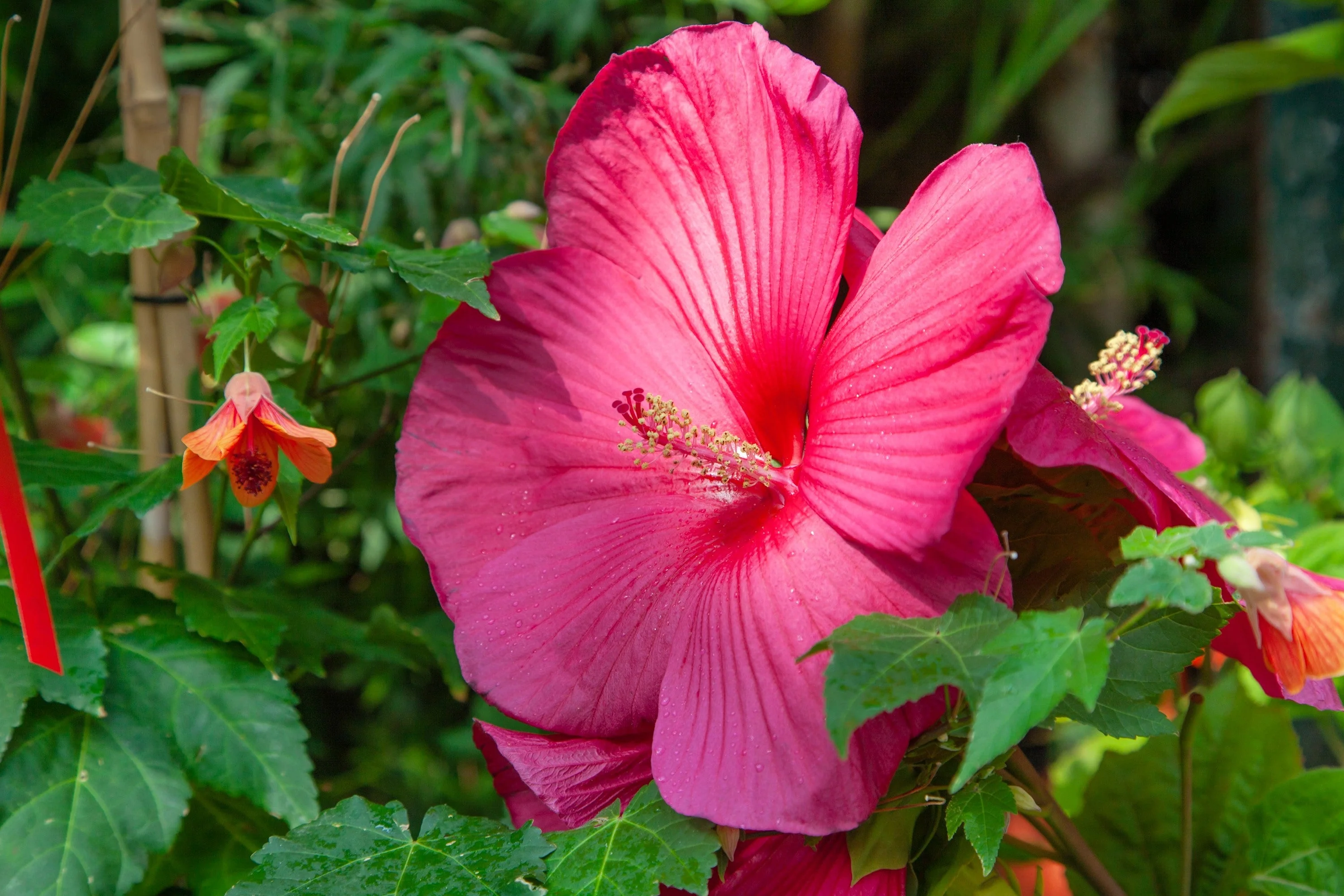 25 Grenache Vintage Hot PINK HARDY HIBISCUS Hibiscus Moscheutos Flower Seeds - Image 8
