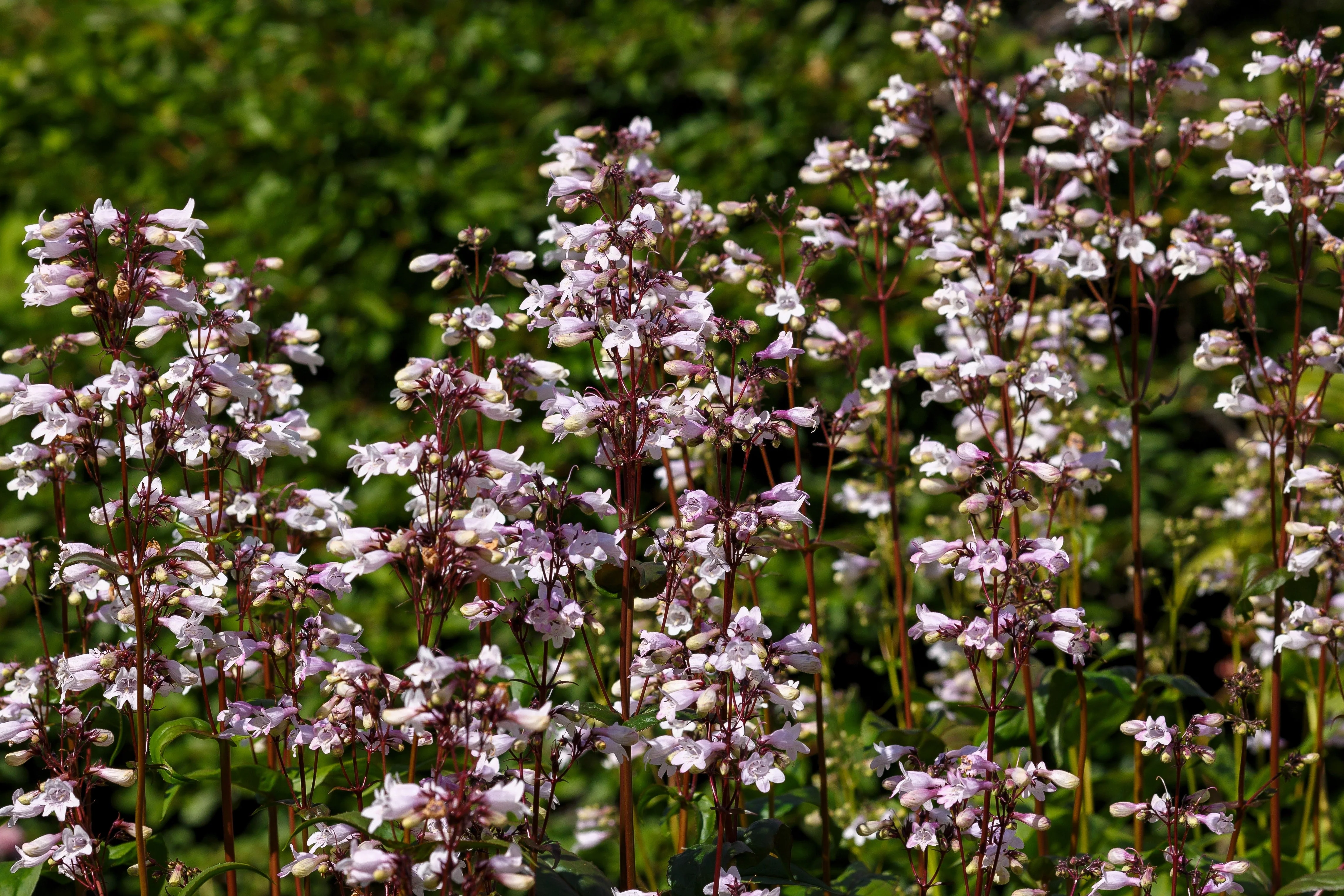 25 HUSKER RED PENSTEMON Digitalis Foxglove Beardtongue White Flower Seeds - Image 3