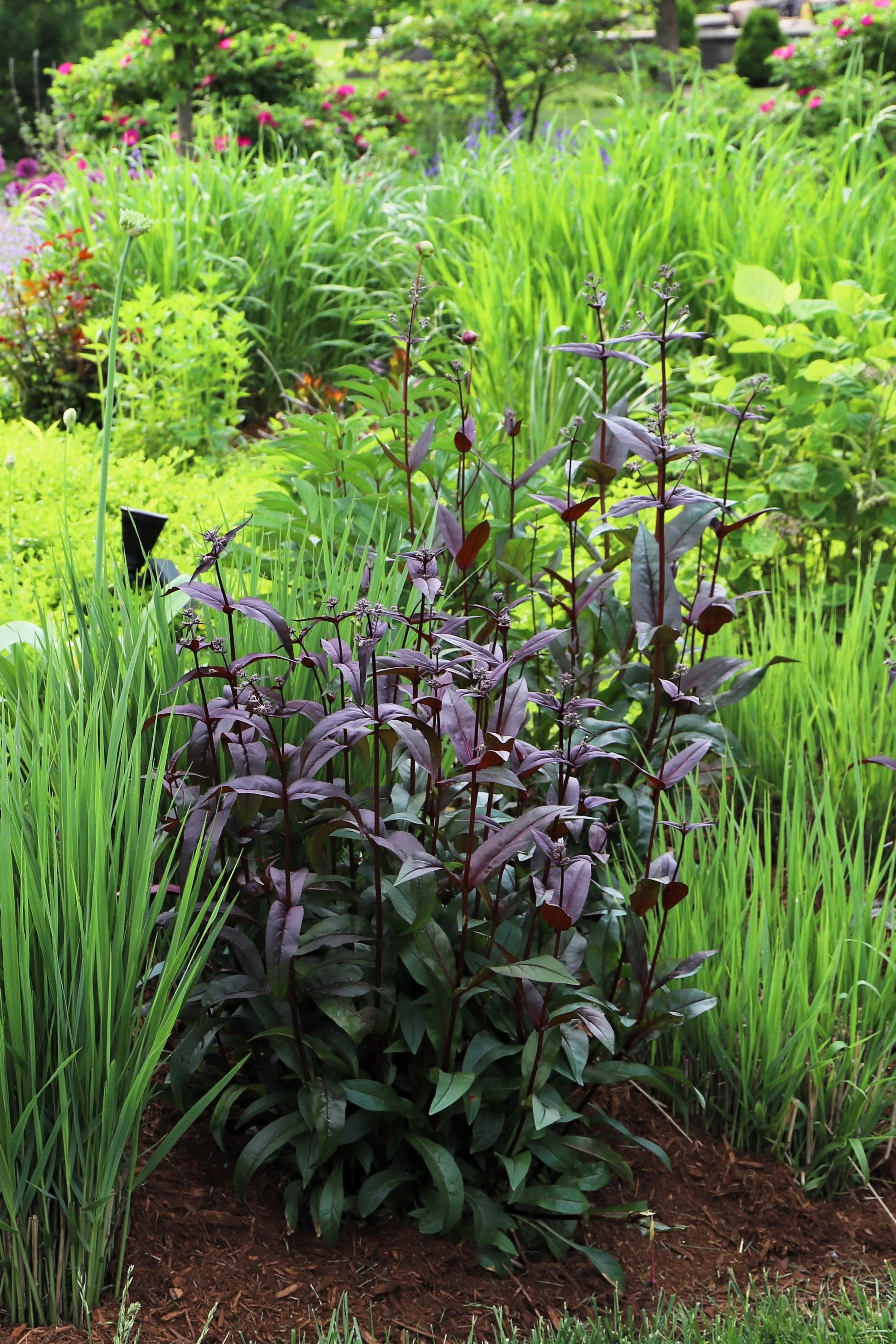 25 HUSKER RED PENSTEMON Digitalis Foxglove Beardtongue White Flower Seeds - Image 5