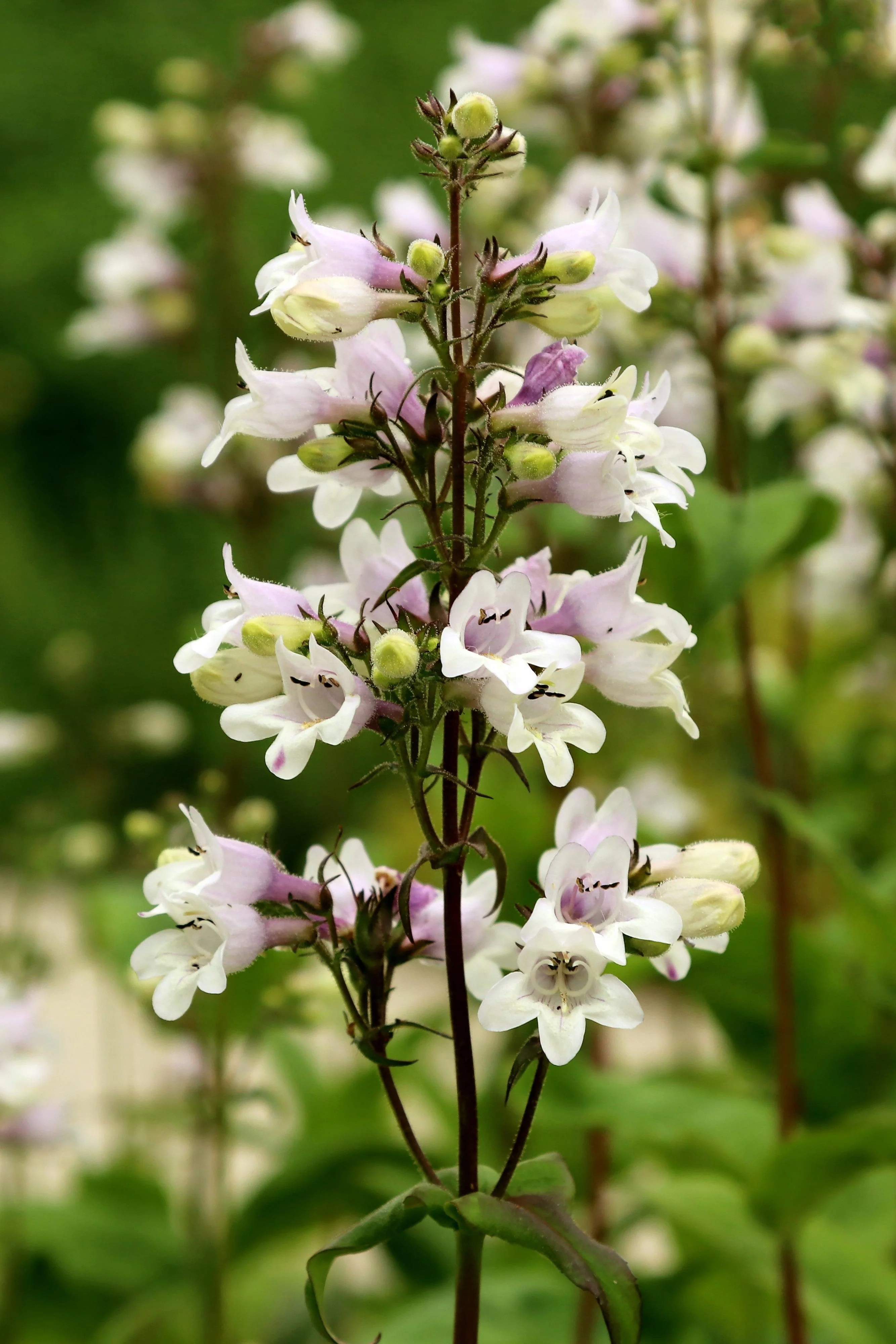 25 HUSKER RED PENSTEMON Digitalis Foxglove Beardtongue White Flower Seeds - Image 8