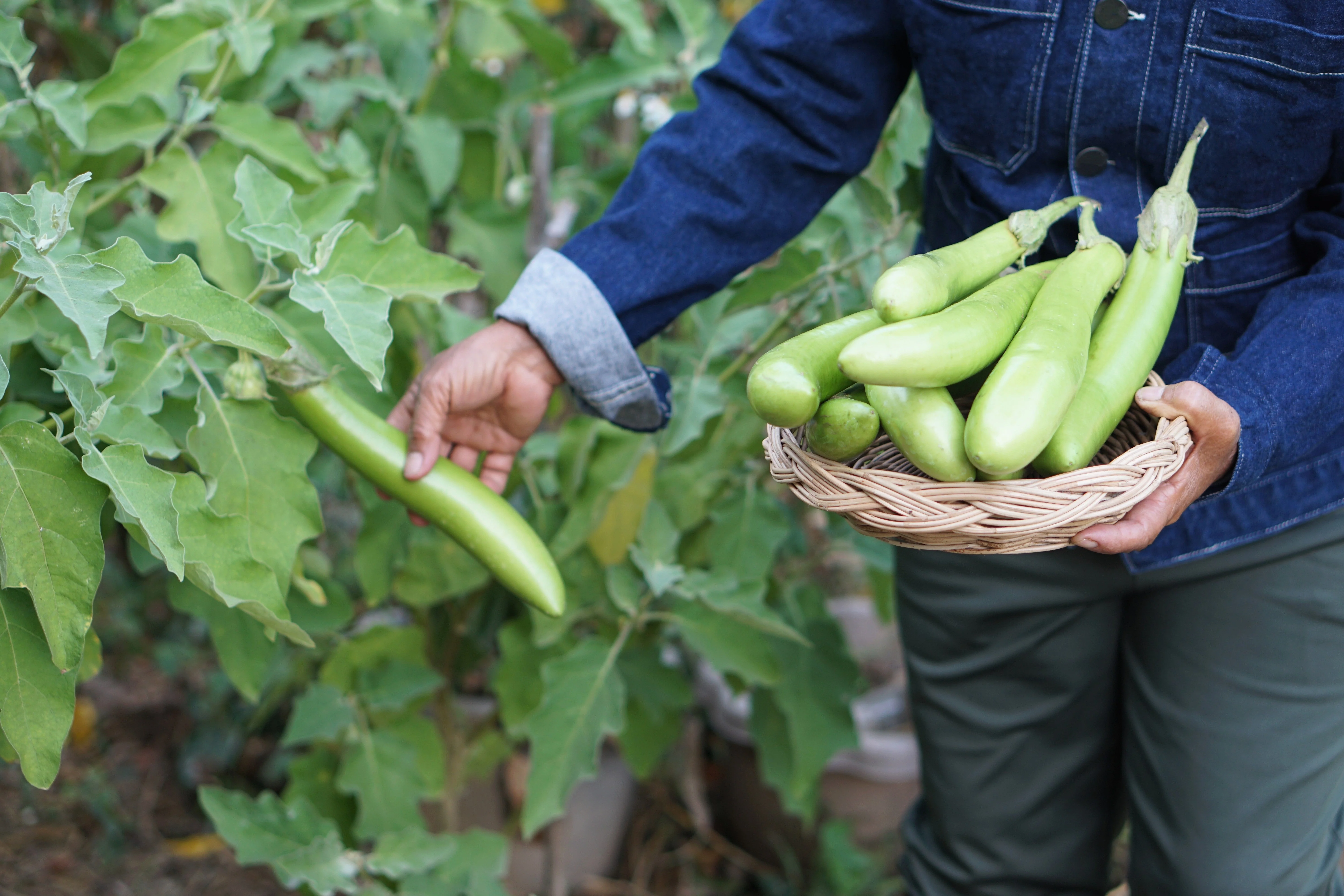 25 Louisiana LONG GREEN EGGPLANT Solanum Melongena Fruit Vegetable Seeds - Image 6