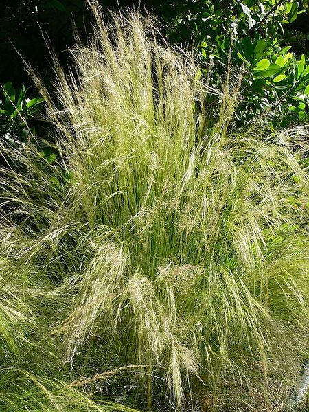 25 MEXICAN FEATHER GRASS Pony Tails Ornamental Stipa Tenuissima Seeds Wind Whisp - Image 3