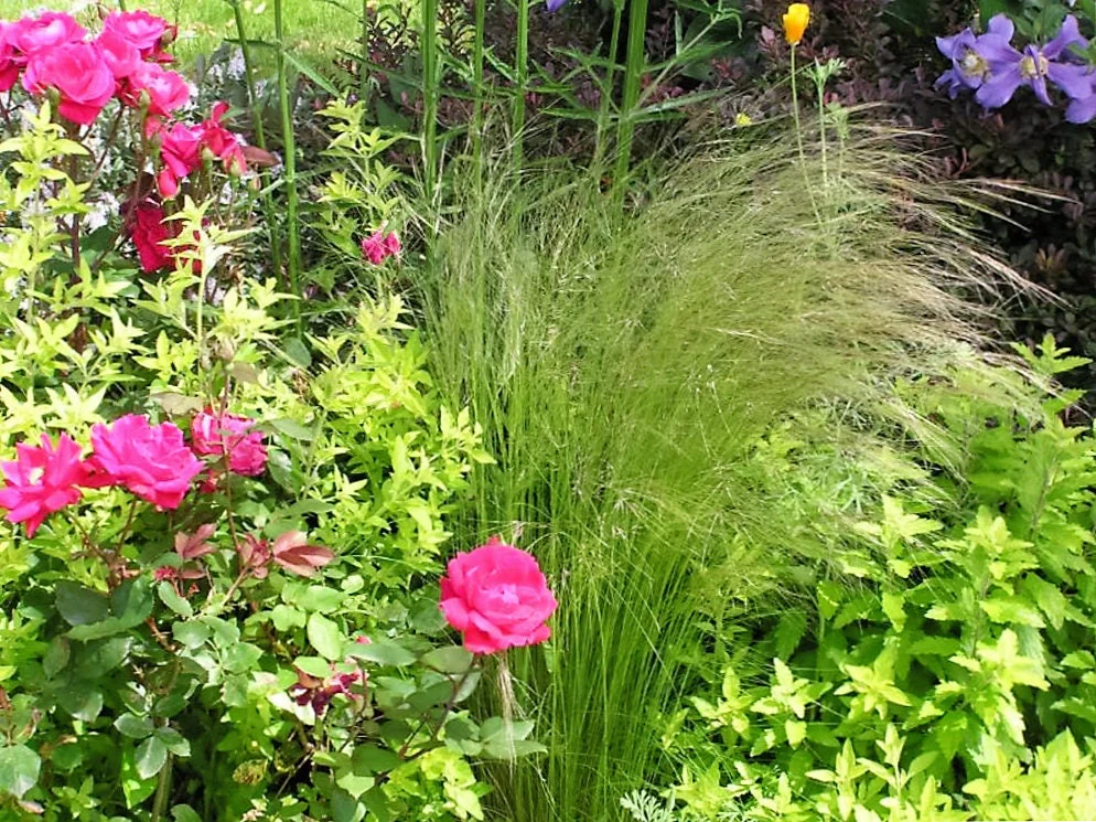 25 MEXICAN FEATHER GRASS Pony Tails Ornamental Stipa Tenuissima Seeds Wind Whisp - Image 9