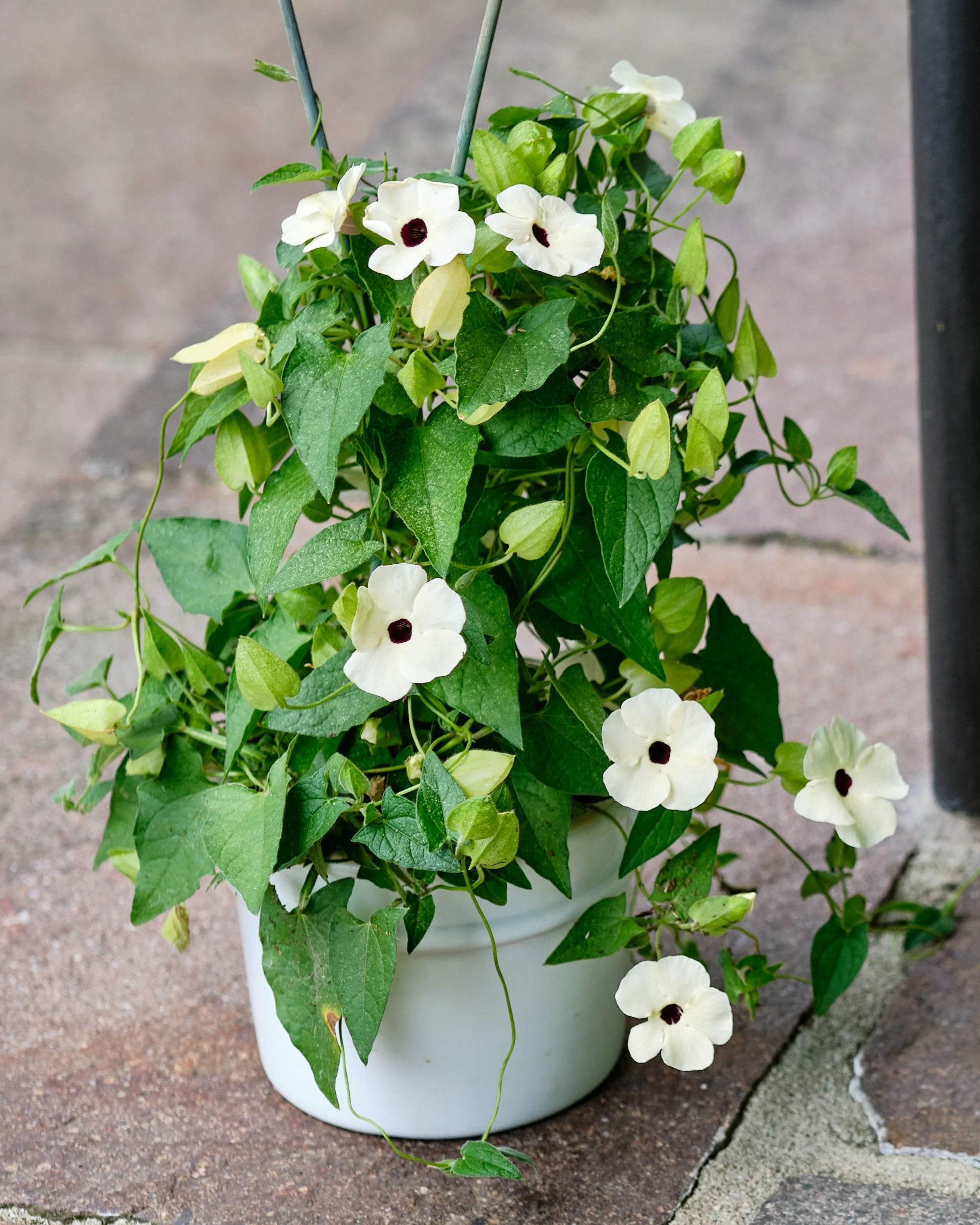 25 MIXED THUNBERGIA Alata VINE Black Eyed Susan Orange White Yellow Flower Seeds - Image 5