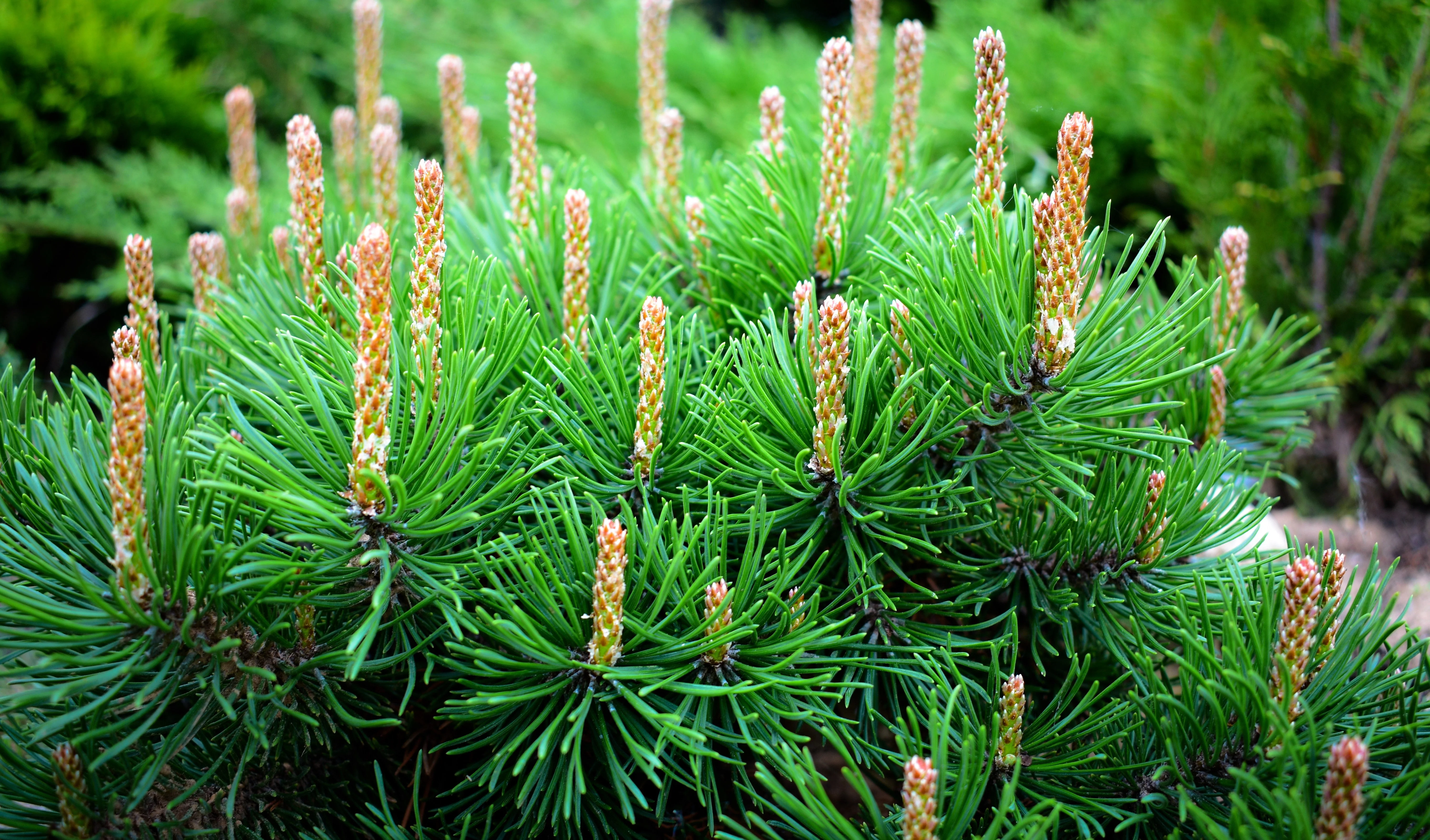 25 MUGO PINE Dwarf Evergreen Pinus Pumilio Shrub Seeds - Image 10
