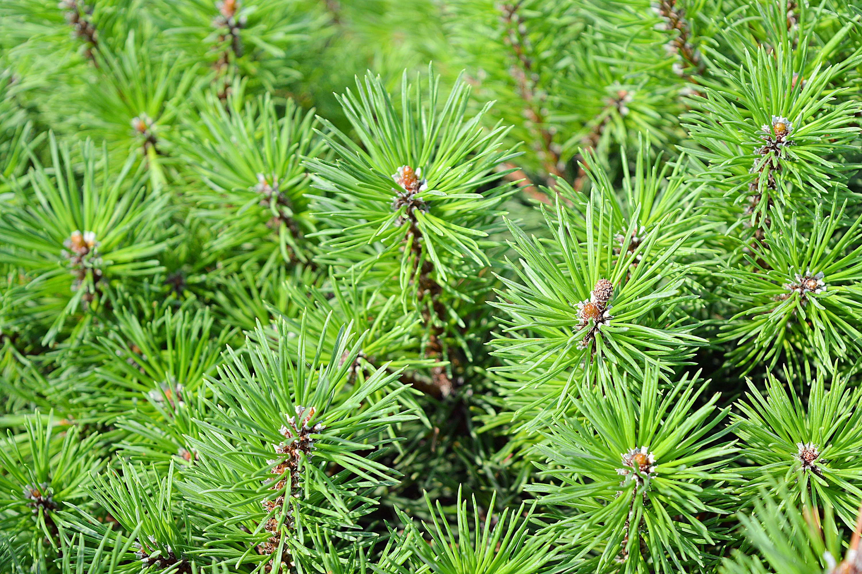 25 MUGO PINE Dwarf Evergreen Pinus Pumilio Shrub Seeds - Image 4