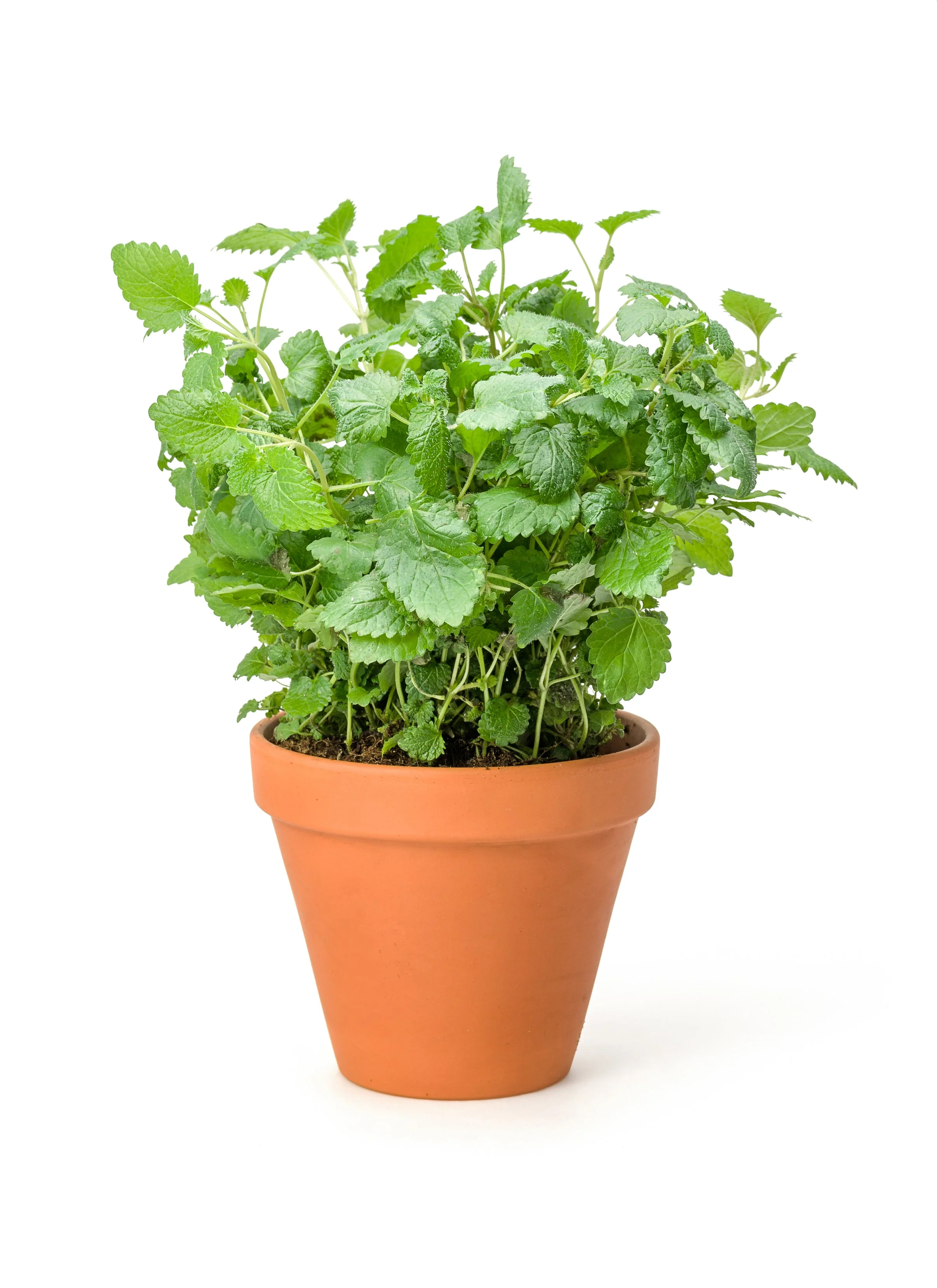 25 Orange MANDARINA BALM Mandarin Lemon Balm Melissa Officinalis Herb Seeds - Image 7