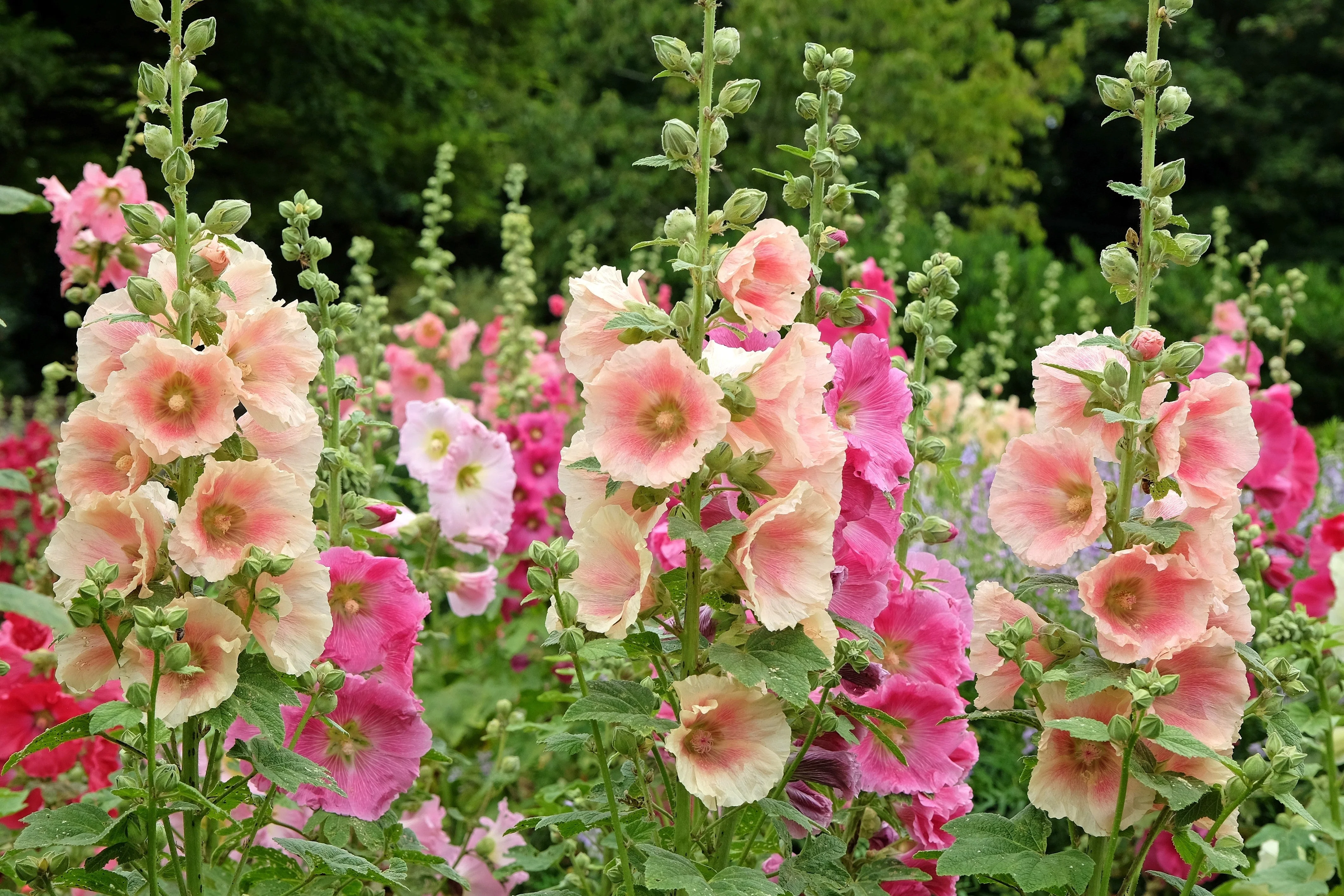 25 PEACH HOLLYHOCK Alcea Rosea Flower Seeds Perennial - Image 2