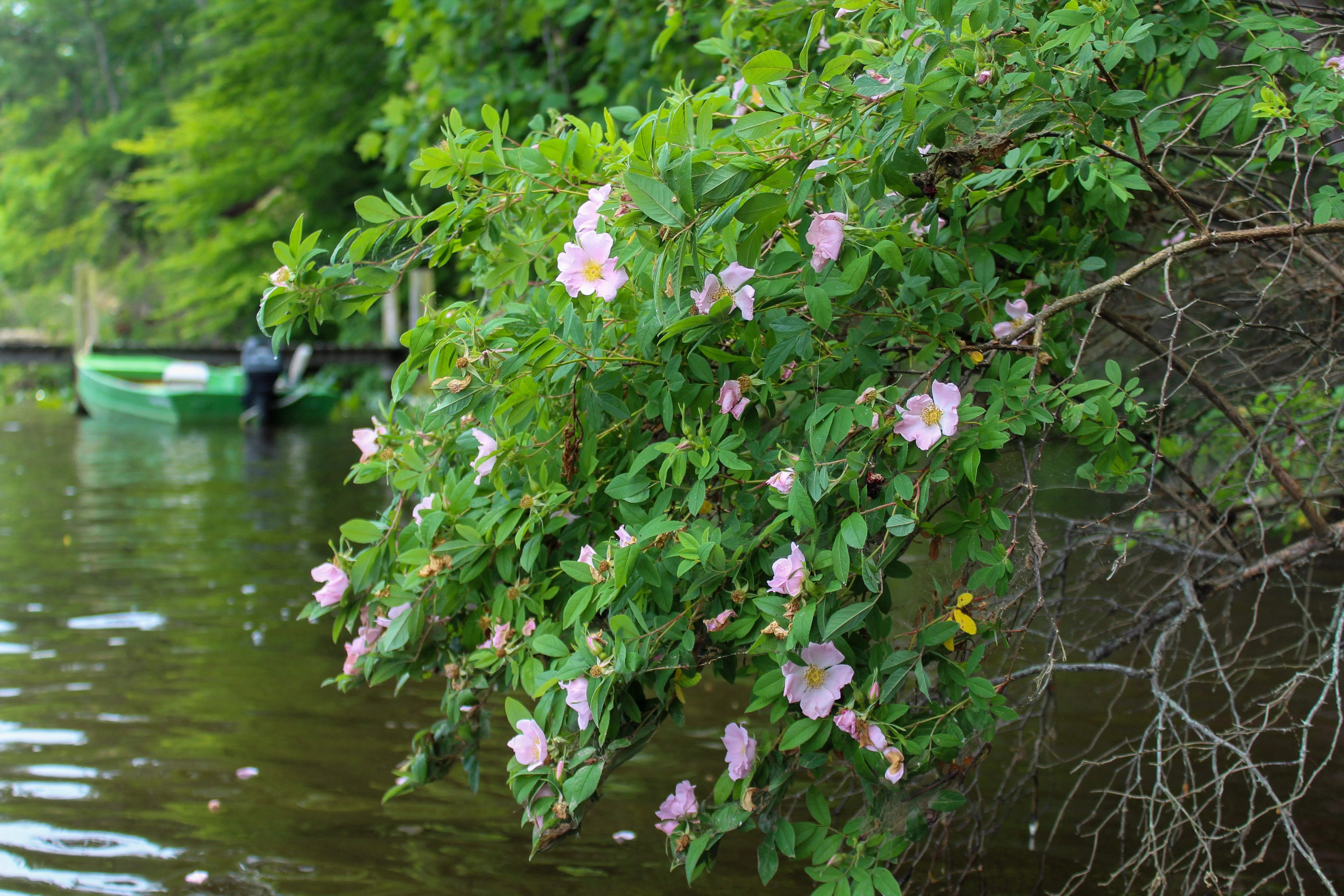 25 PINK SWAMP ROSE Rosa Palustris Flower Shrub Bush ( Average - Wet Soil ) Seeds - Image 2