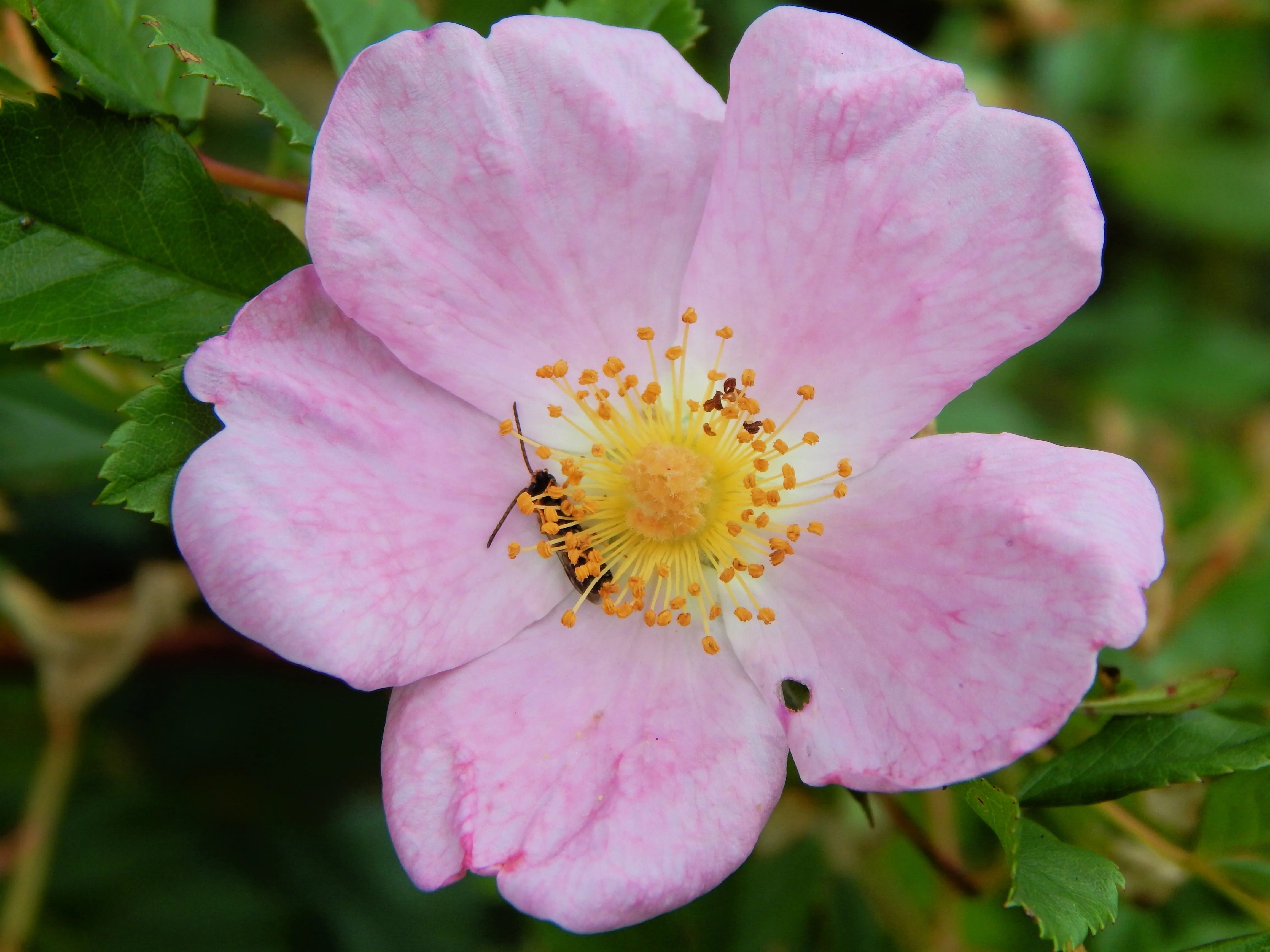 25 PINK SWAMP ROSE Rosa Palustris Flower Shrub Bush ( Average - Wet Soil ) Seeds - Image 5