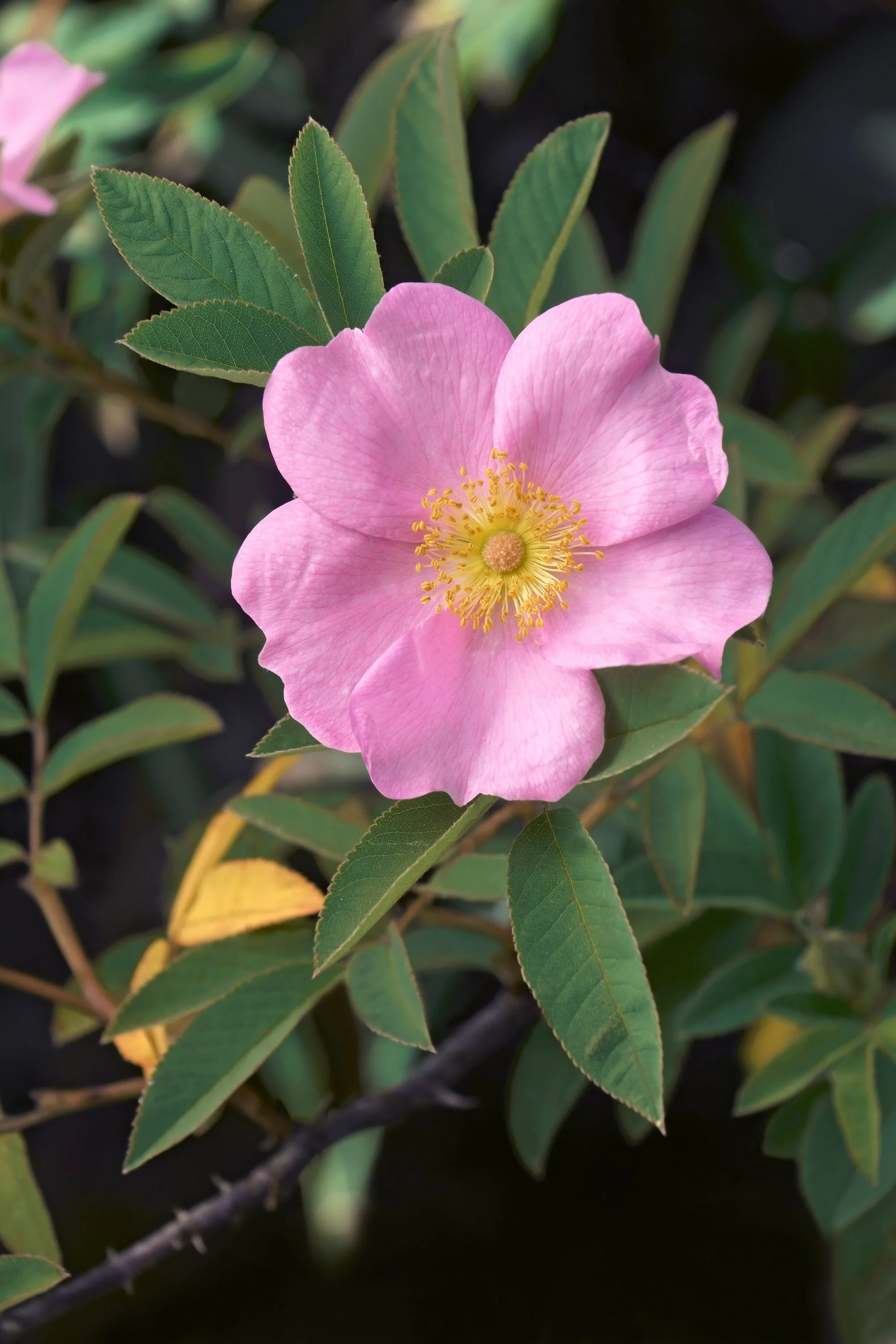 25 PINK SWAMP ROSE Rosa Palustris Flower Shrub Bush ( Average - Wet Soil ) Seeds - Image 8