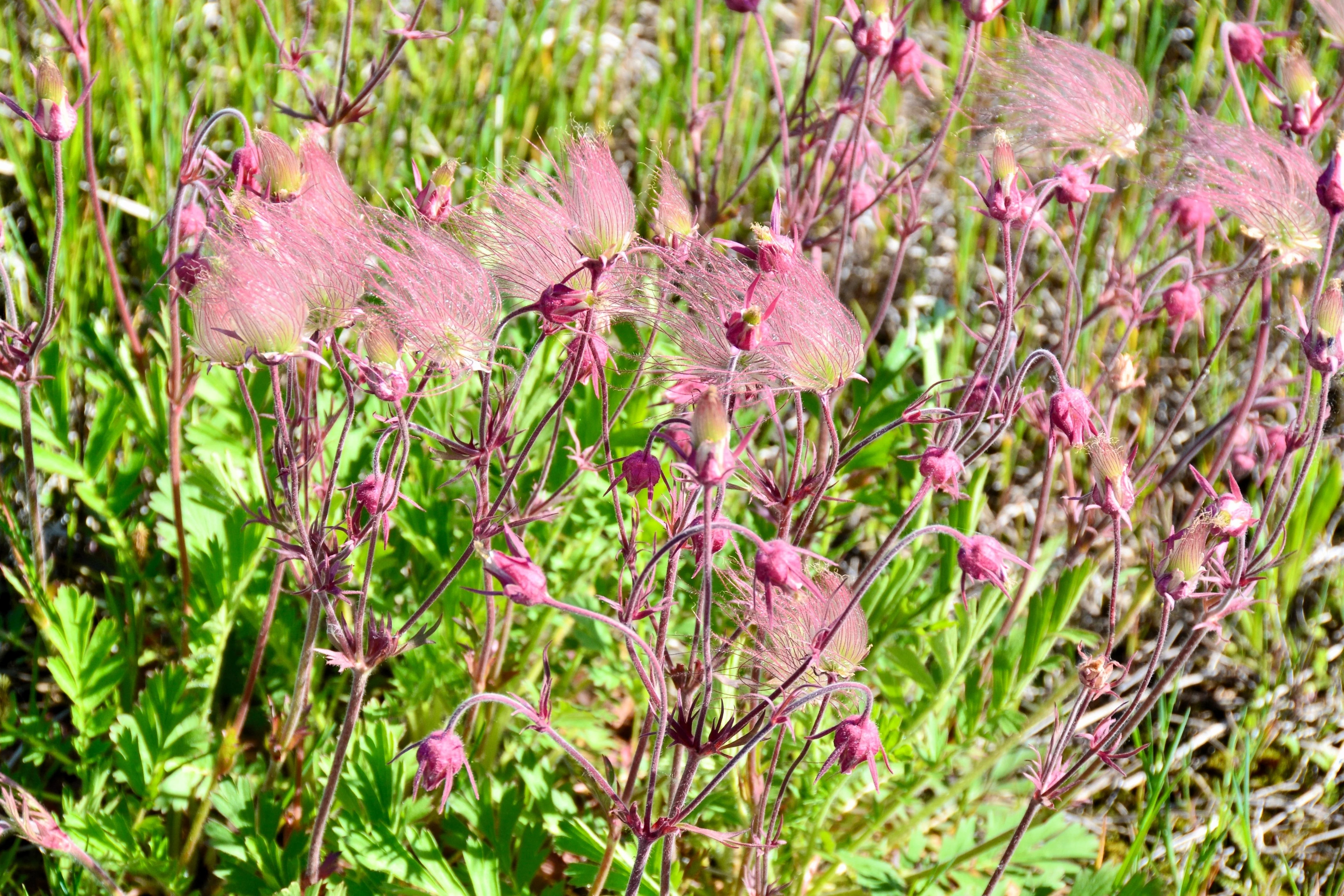 25 PRAIRIE SMOKE Geum Triflorum Purple Prairie Avens Pink Flower Seeds - Image 8