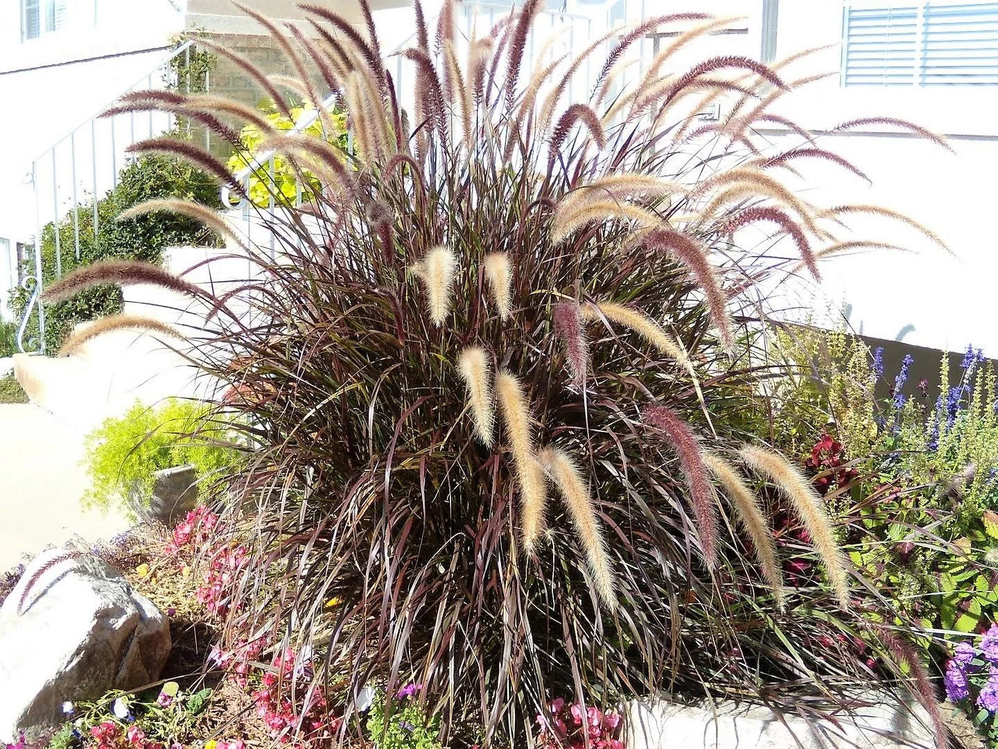 25 PURPLE FOUNTAIN GRASS Ornamental Pennisetum Setaceum Dark Burgundy Flower Seeds