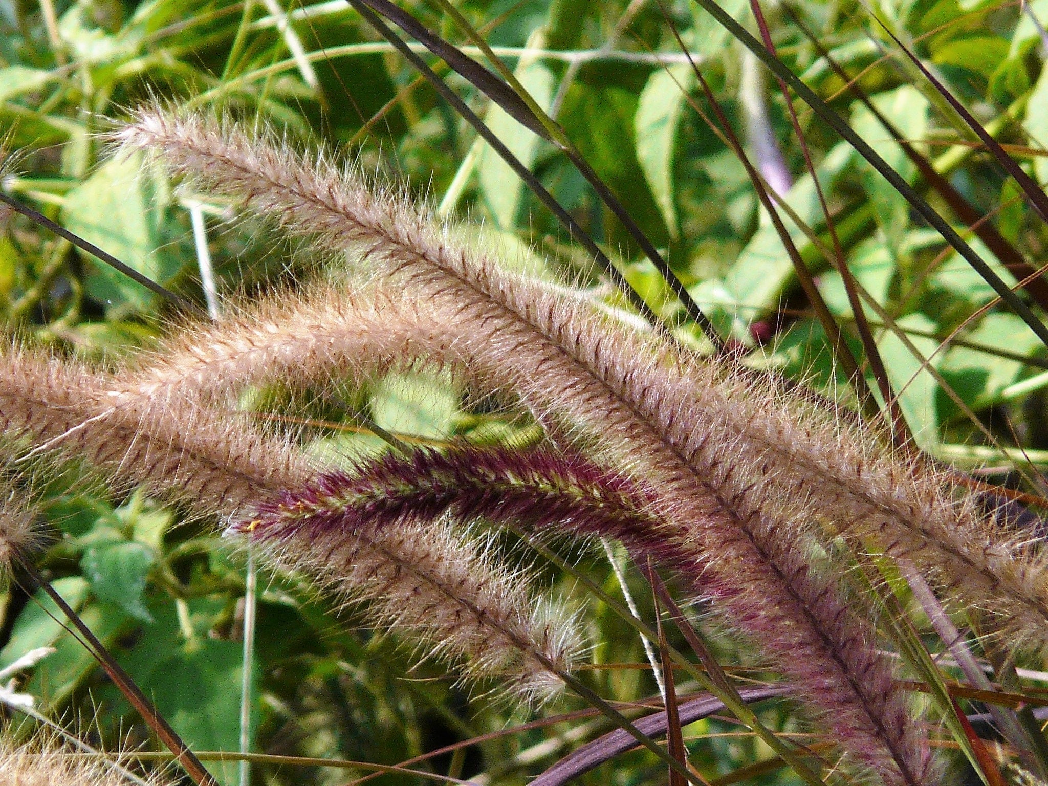 25 PURPLE FOUNTAIN GRASS Ornamental Pennisetum Setaceum Dark Burgundy Flower Seeds - Image 10