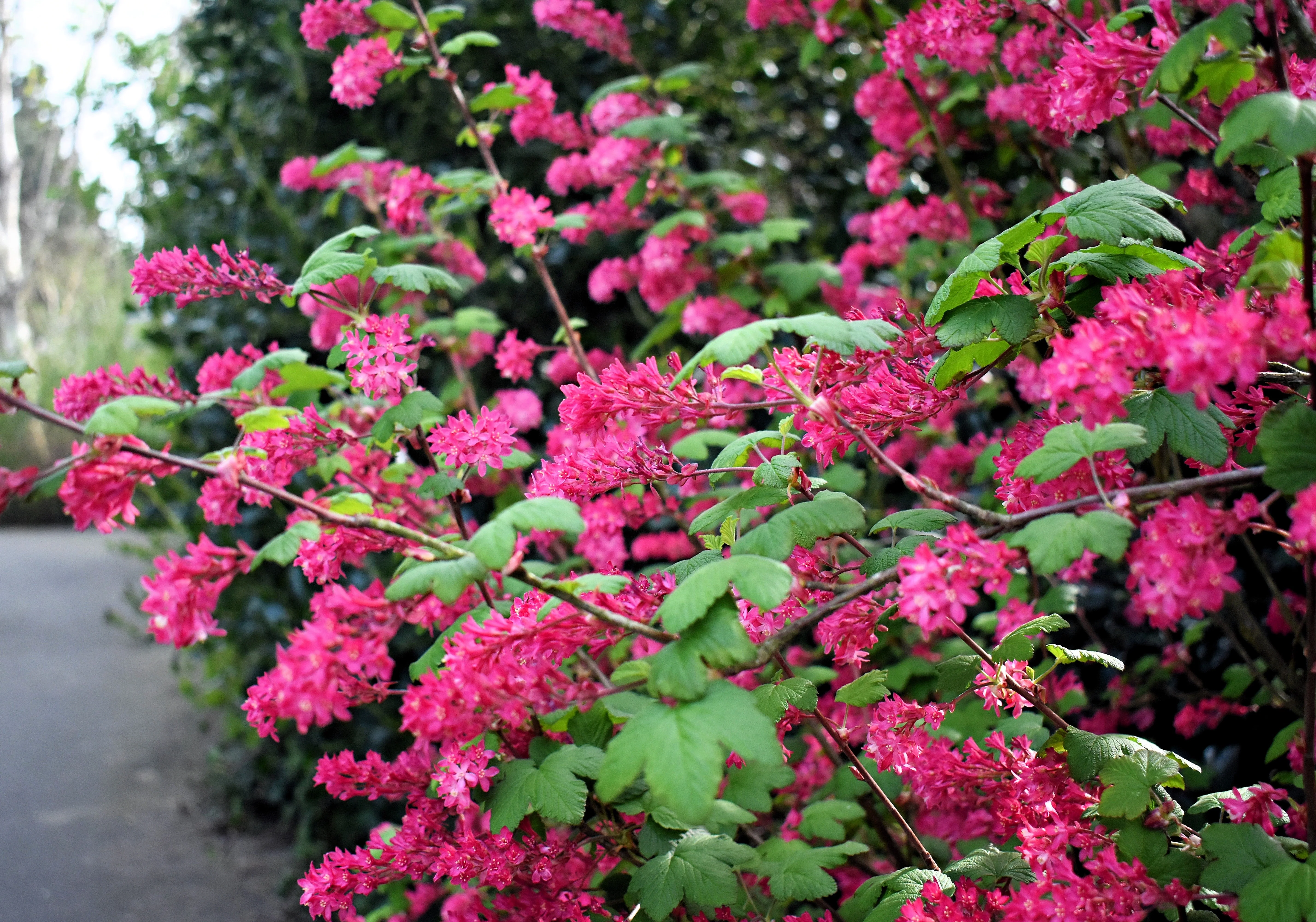 25 RED FLOWERING CURRANT Ribes Sanguineum aka Blood Currant Edible Fruit Blue Black Berries Shrub Seeds - Image 13