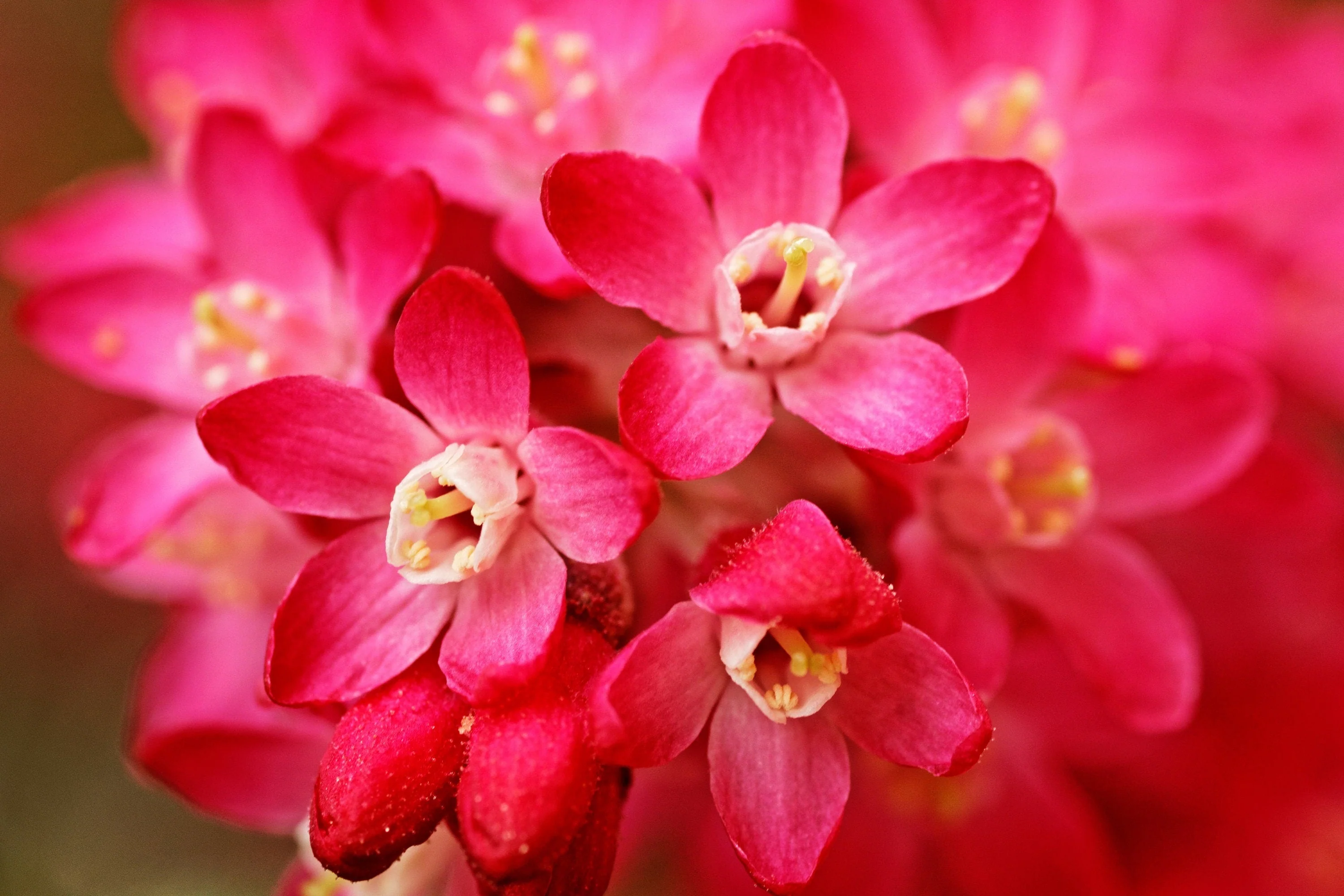 25 RED FLOWERING CURRANT Ribes Sanguineum aka Blood Currant Edible Fruit Blue Black Berries Shrub Seeds - Image 2