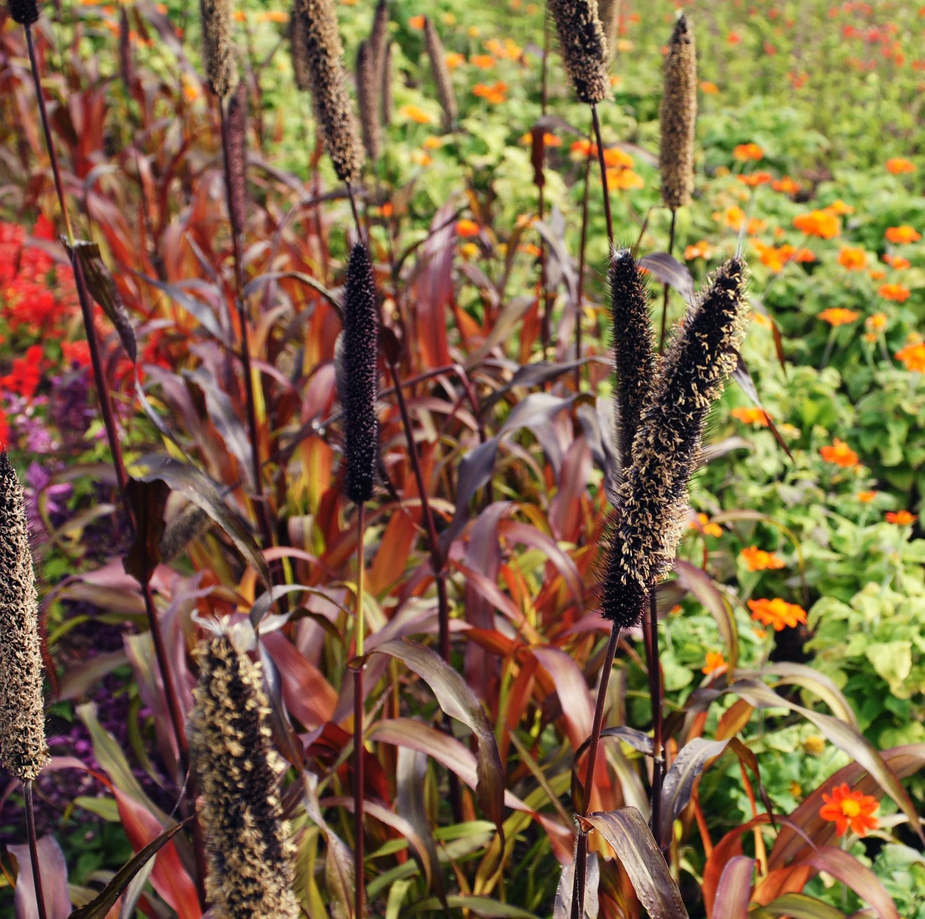 25 RED JEWEL MILLET Setaria Italica Ornamental Grass Flower Seeds - Image 13
