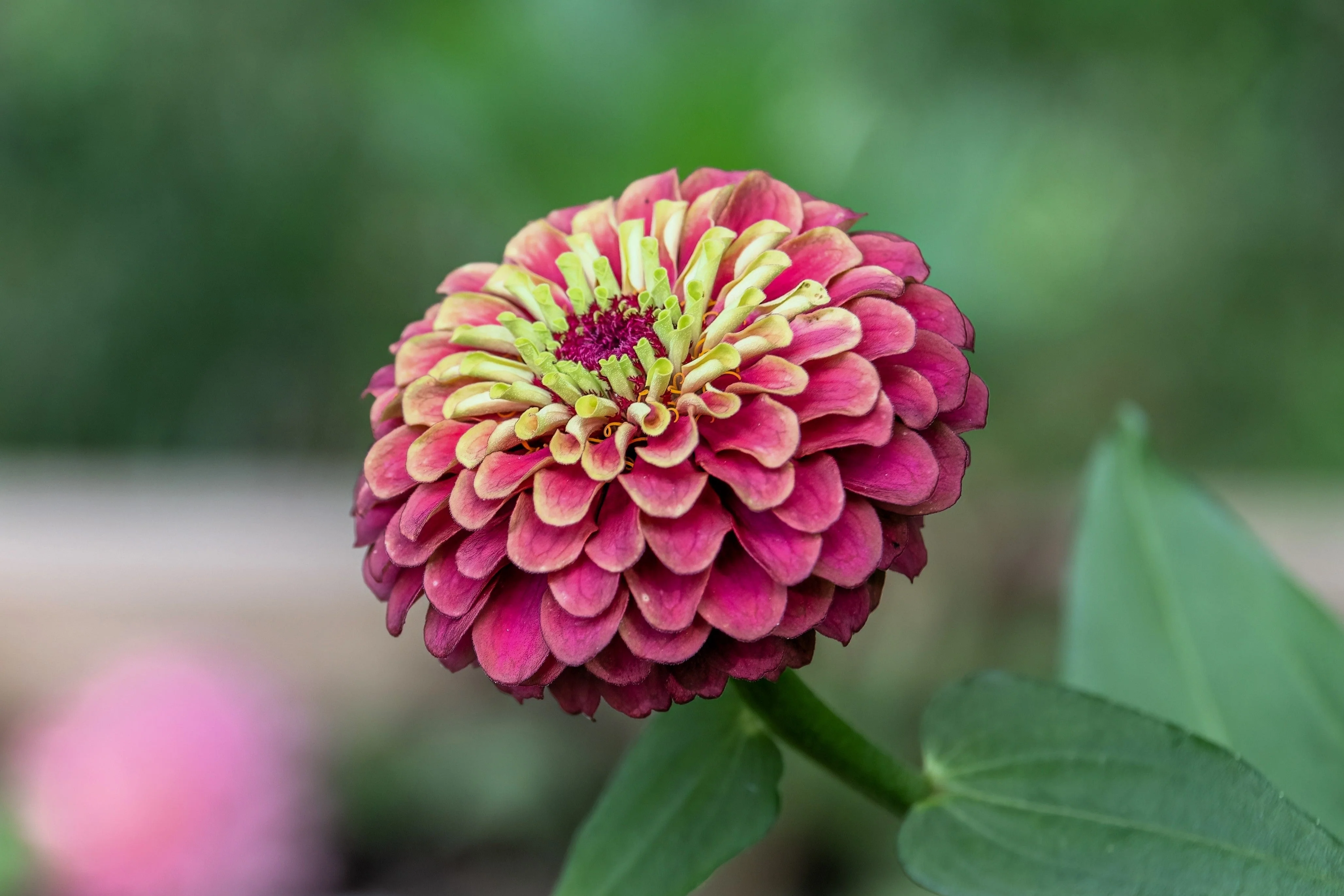 25 RED LIME QUEENY ZINNIA Elegans Green Queen Flower Seeds - Image 4