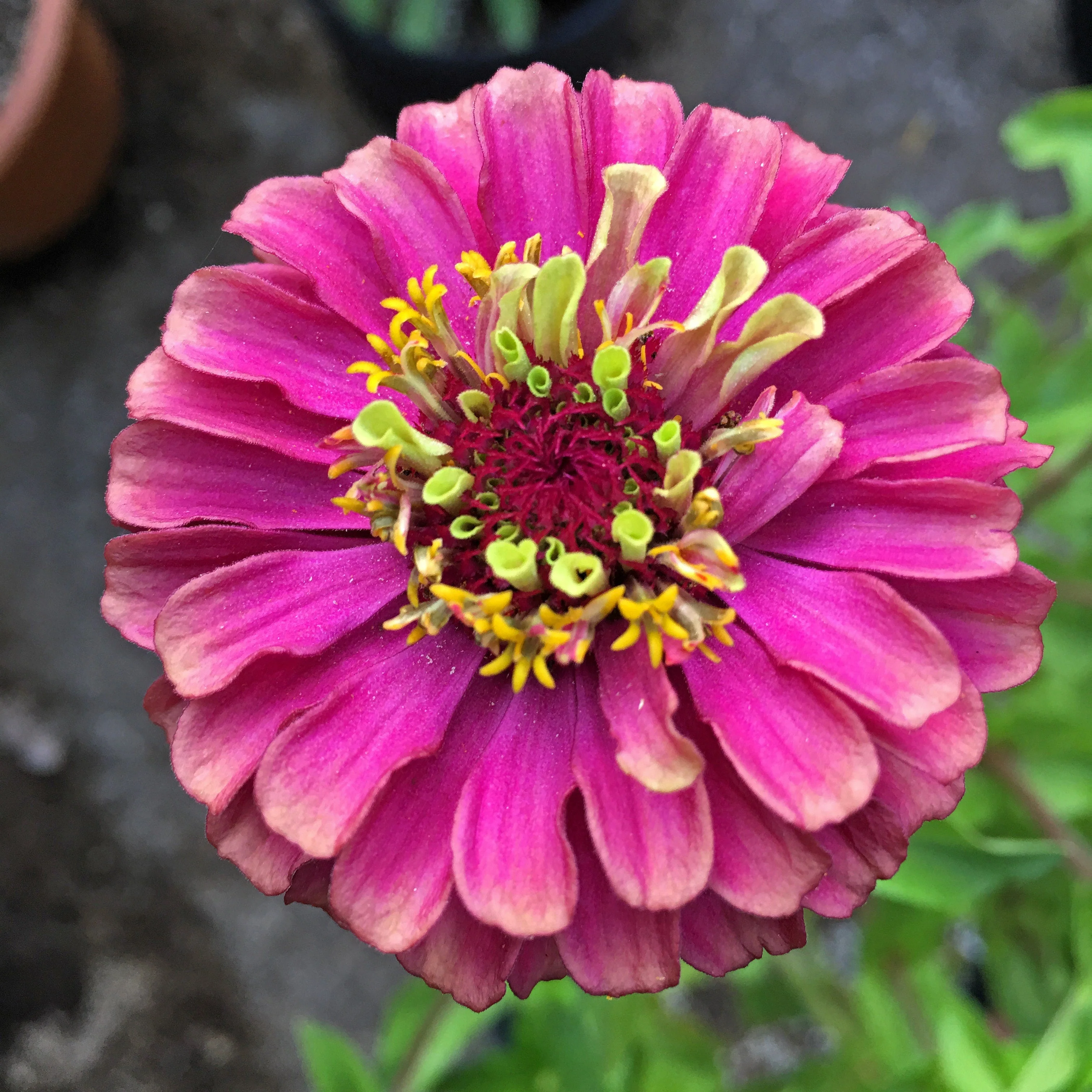 25 RED LIME QUEENY ZINNIA Elegans Green Queen Flower Seeds - Image 7