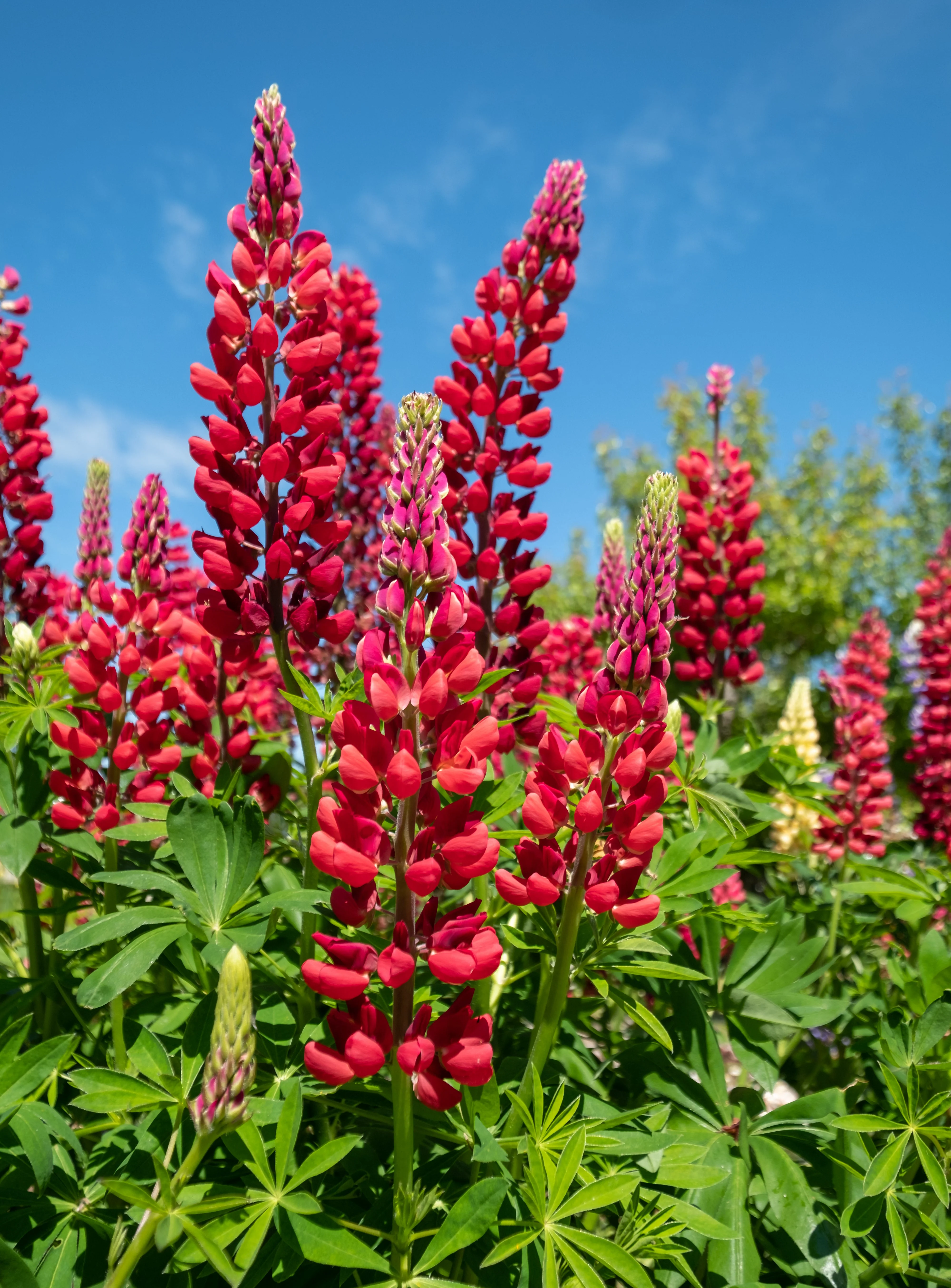 25 RED LUPINE 'My CASTLE' Lupinus Polyphyllus Scarlet Russell Lupin Band of Nobles Series Flower Seeds - Image 2