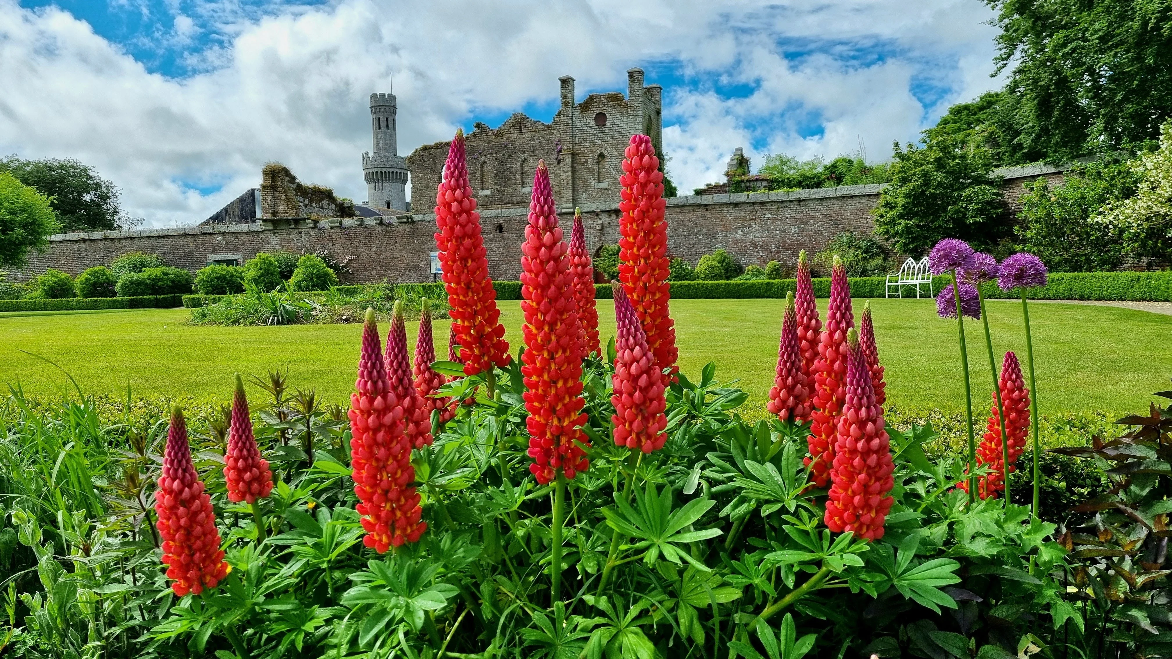 25 RED LUPINE 'My CASTLE' Lupinus Polyphyllus Scarlet Russell Lupin Band of Nobles Series Flower Seeds - Image 5