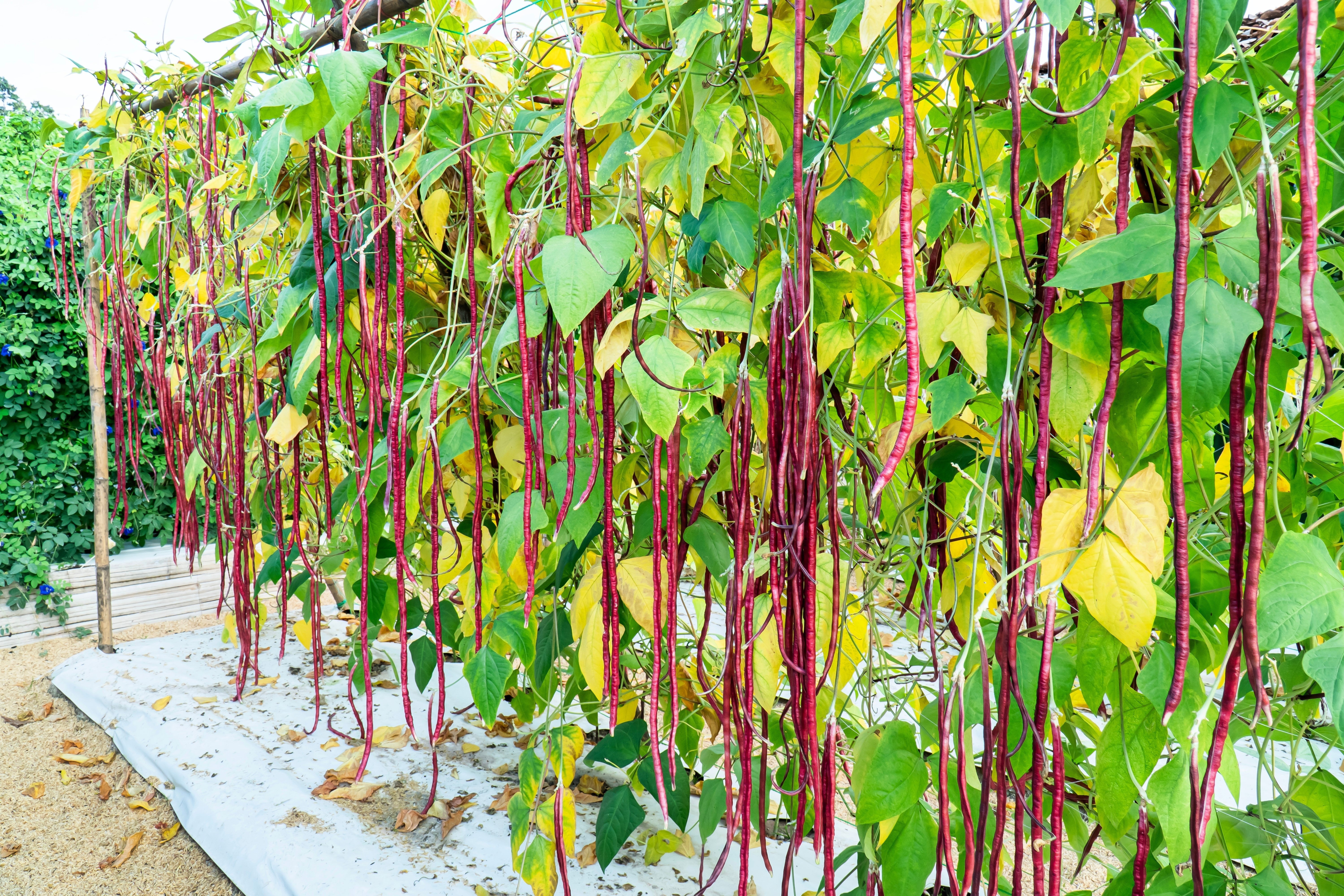 25 RED NOODLE BEAN Yard Long Asparagus Bean Chinese Phaseolus Vulgaris Legume Vegetable Seeds - Image 5