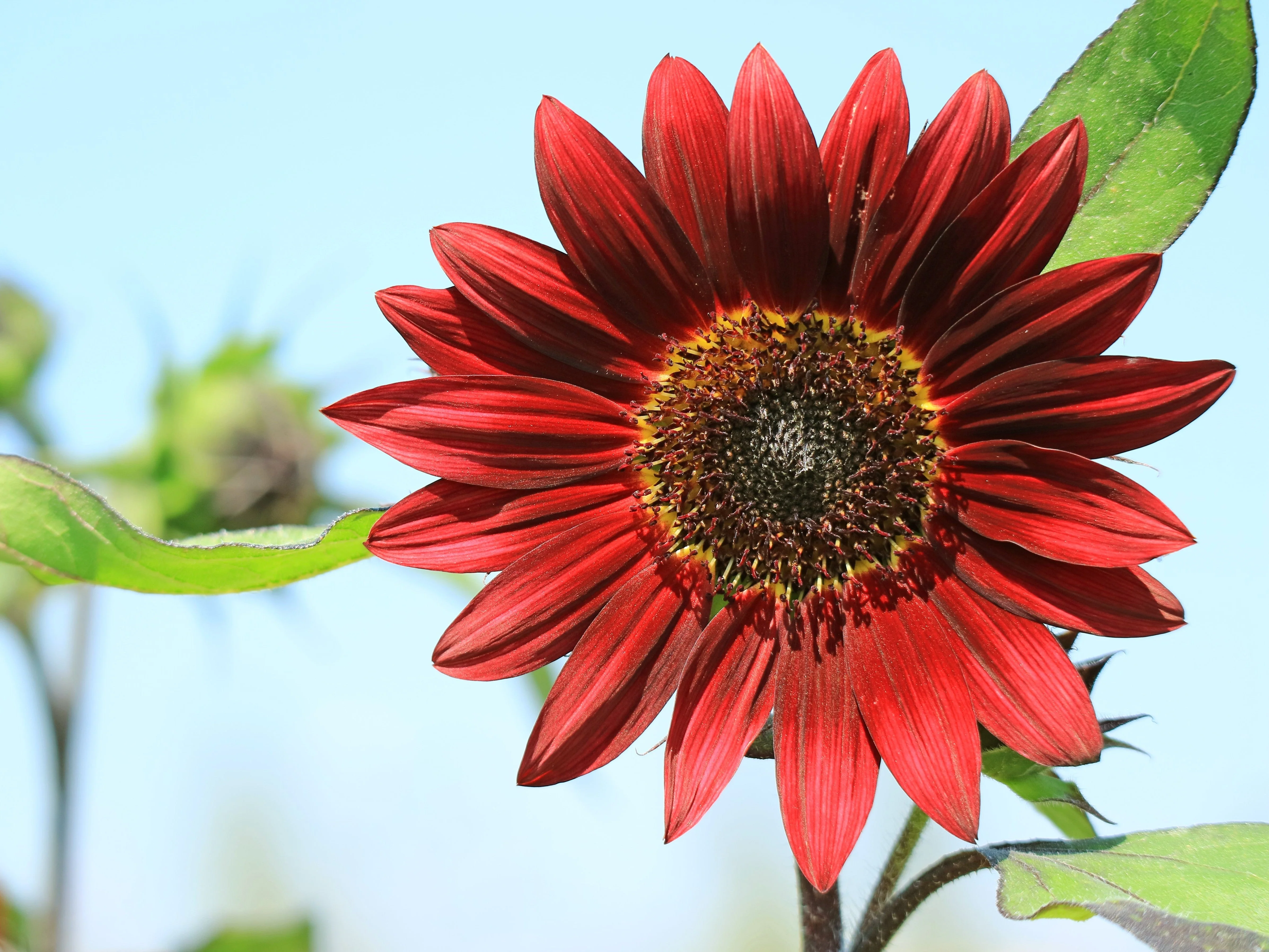 25 Red VELVET QUEEN SUNFLOWER Helianthus Annuus Flower Seeds - Image 2