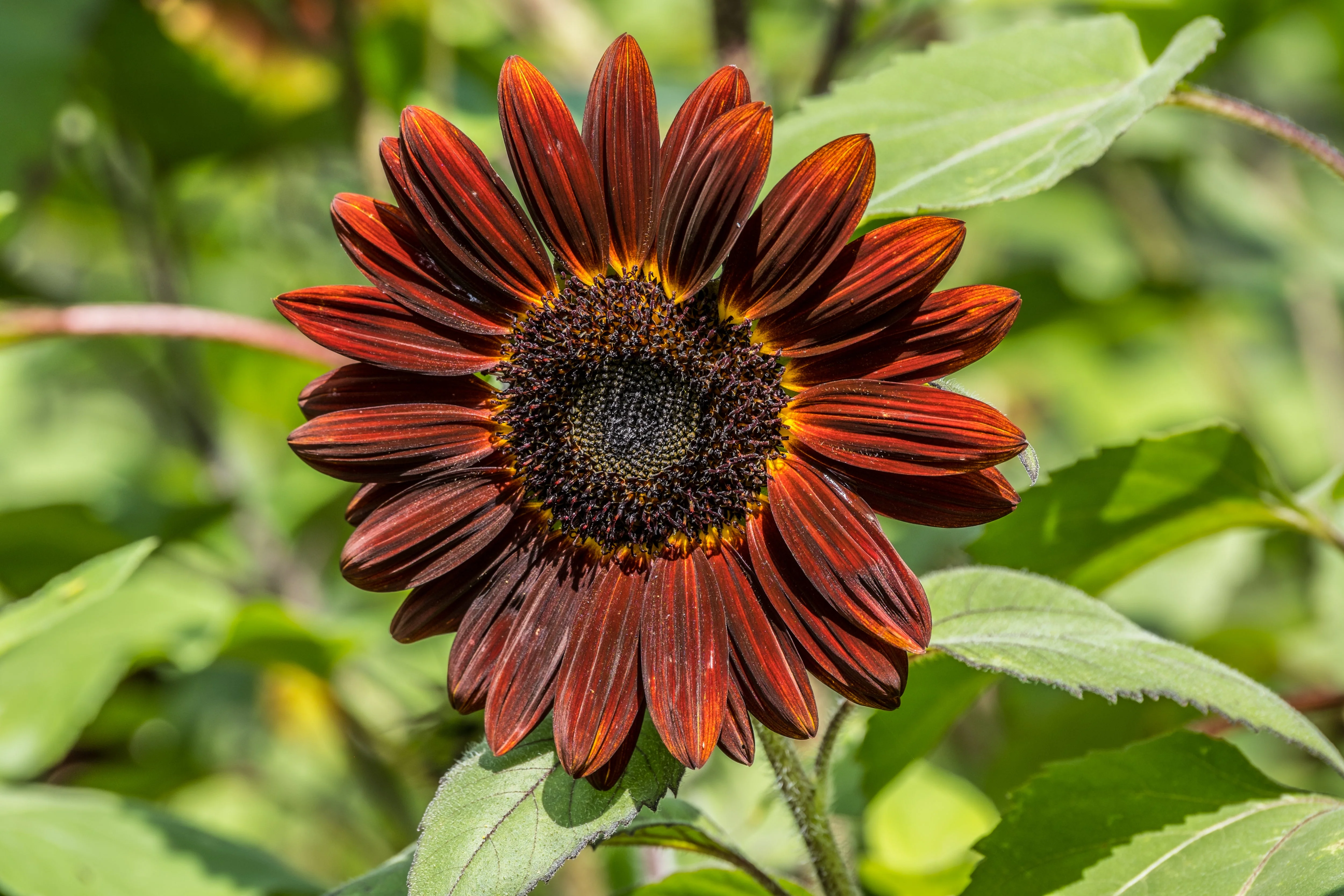 25 Red VELVET QUEEN SUNFLOWER Helianthus Annuus Flower Seeds - Image 4