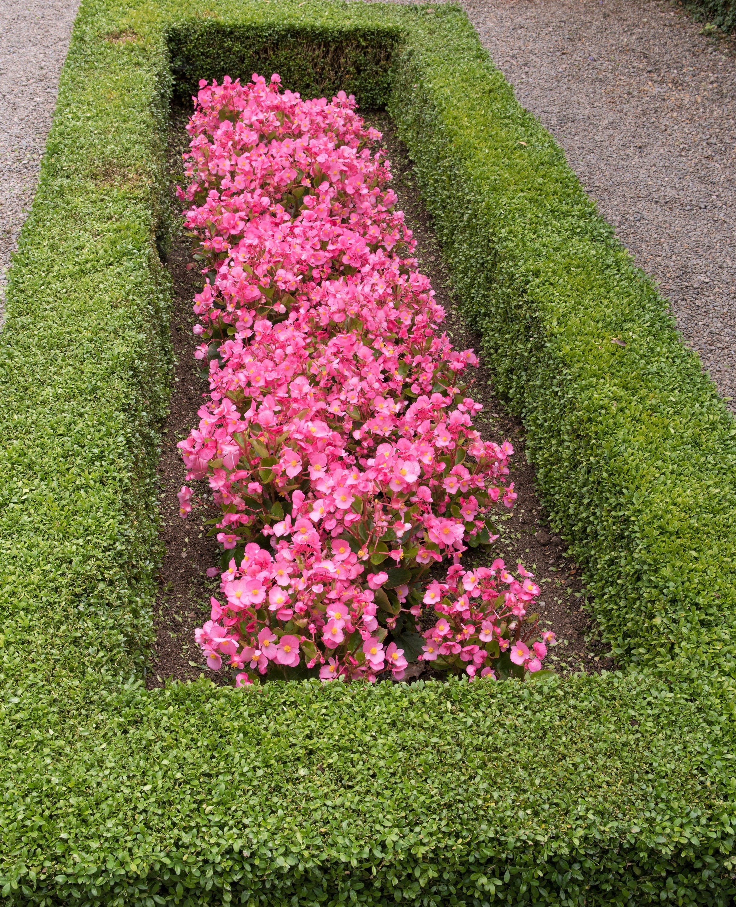 25 Rose PINK WAX BEGONIA Semperflorens Fibrous Shade Flower Seeds - Image 10