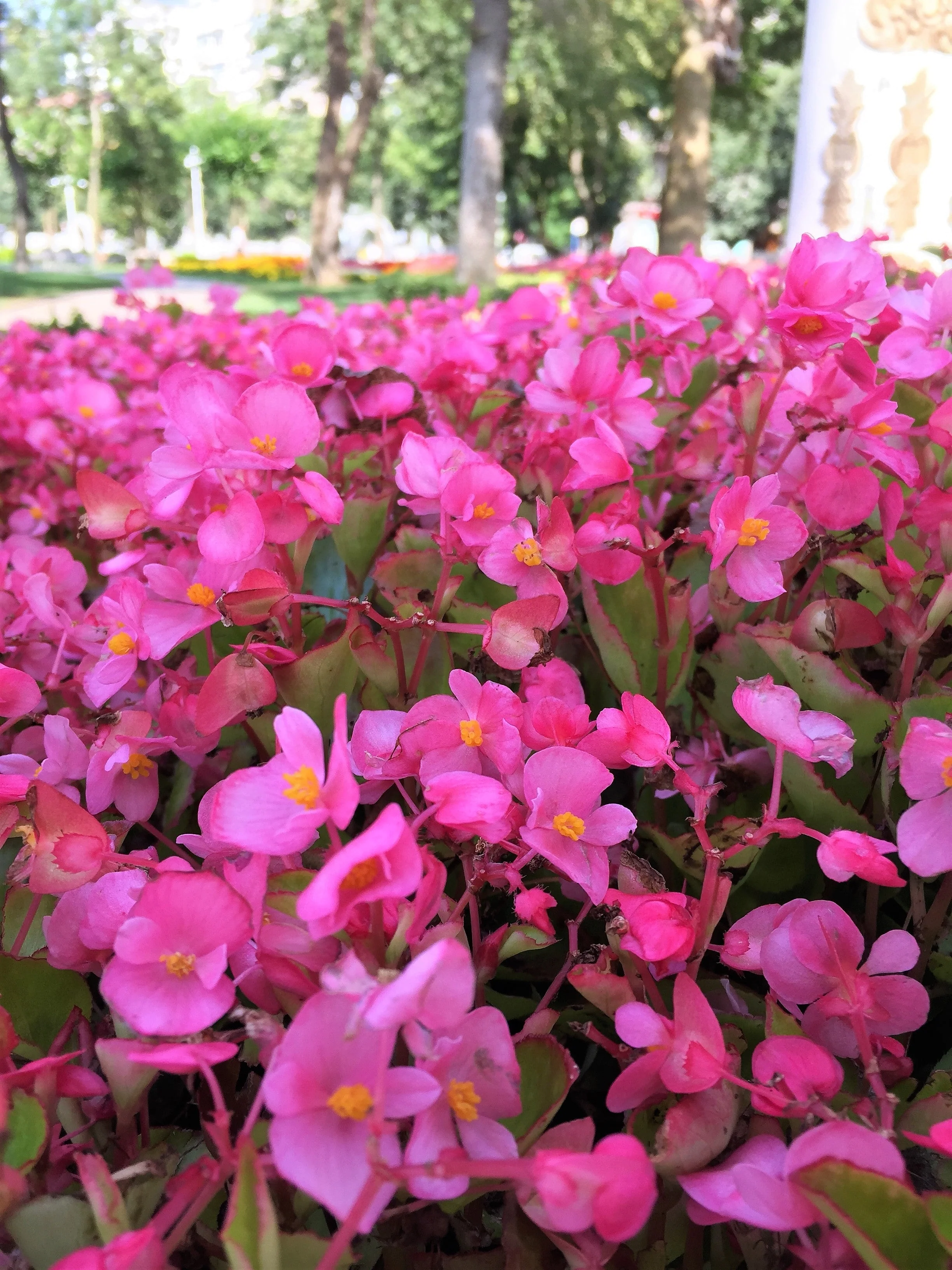 25 Rose PINK WAX BEGONIA Semperflorens Fibrous Shade Flower Seeds - Image 4