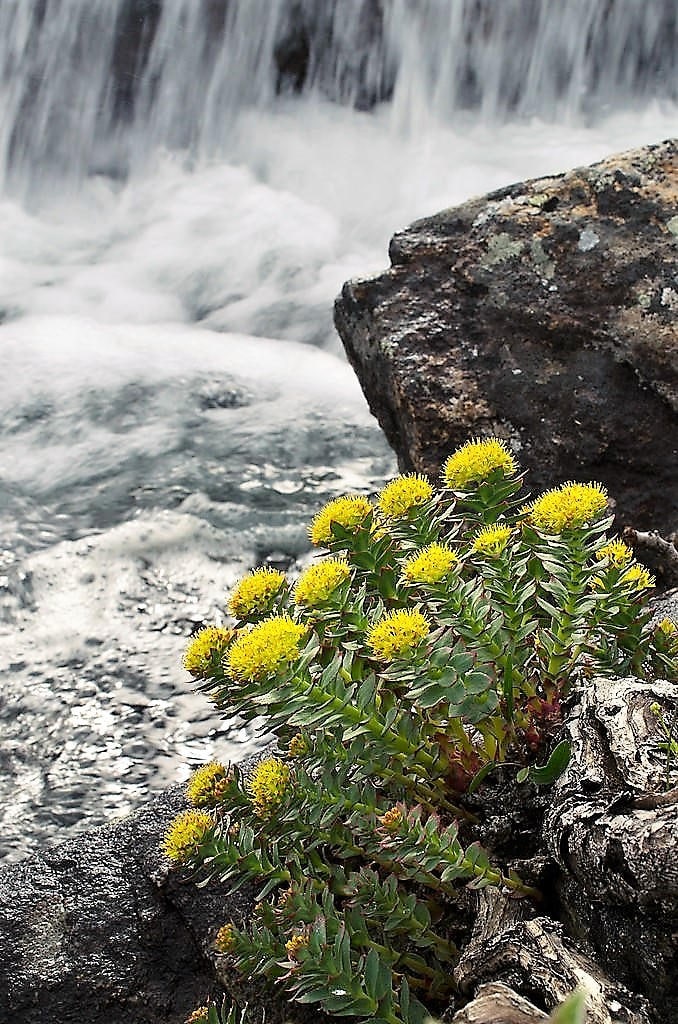 25 ROSEROOT STONECROP Golden Rose Root Sedum Rhodiola Rosea Yellow Succulent Flower Seeds - Image 4