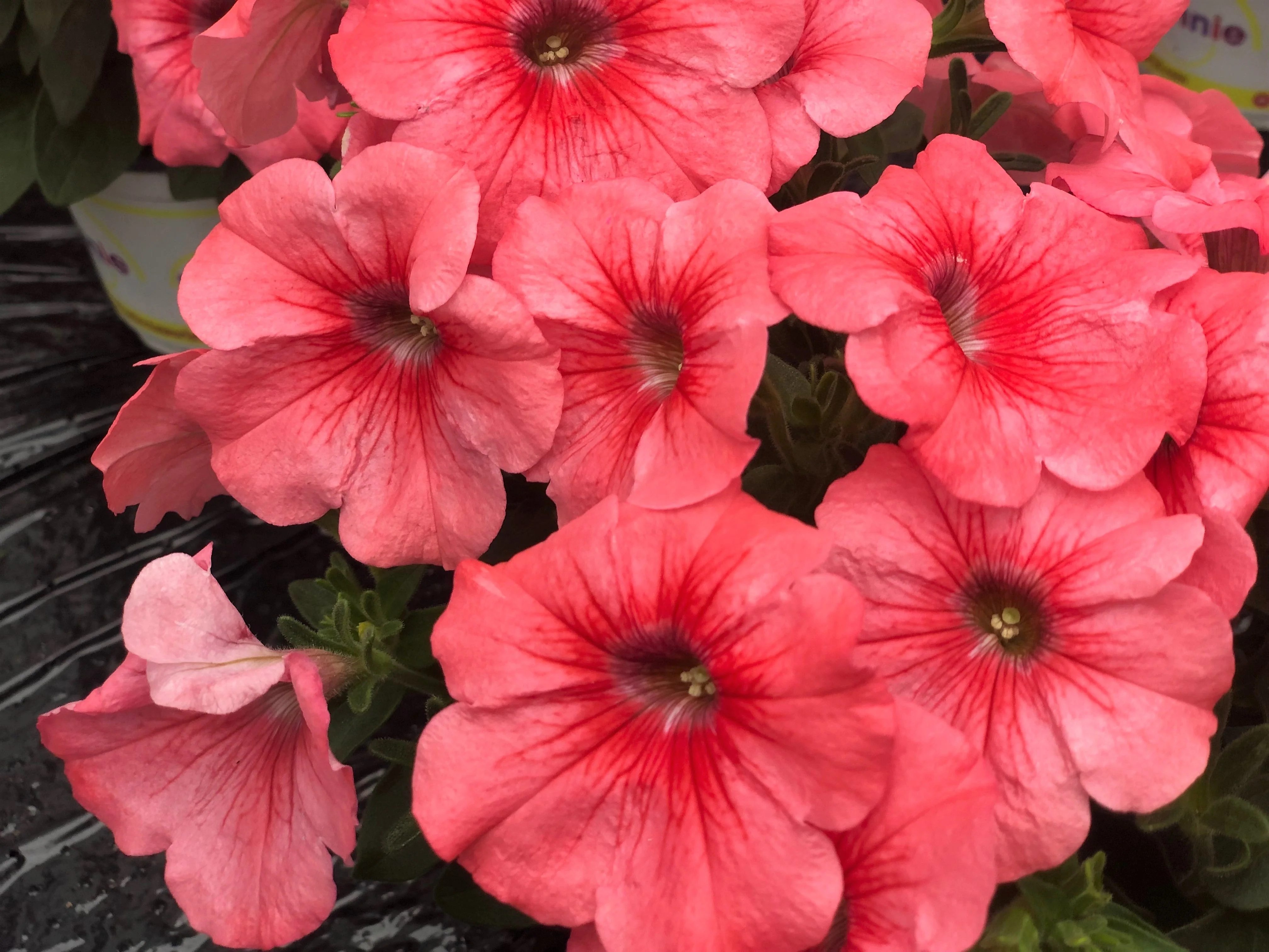 25 SALMON PETUNIA Grandiflora Flower Seeds - Image 10