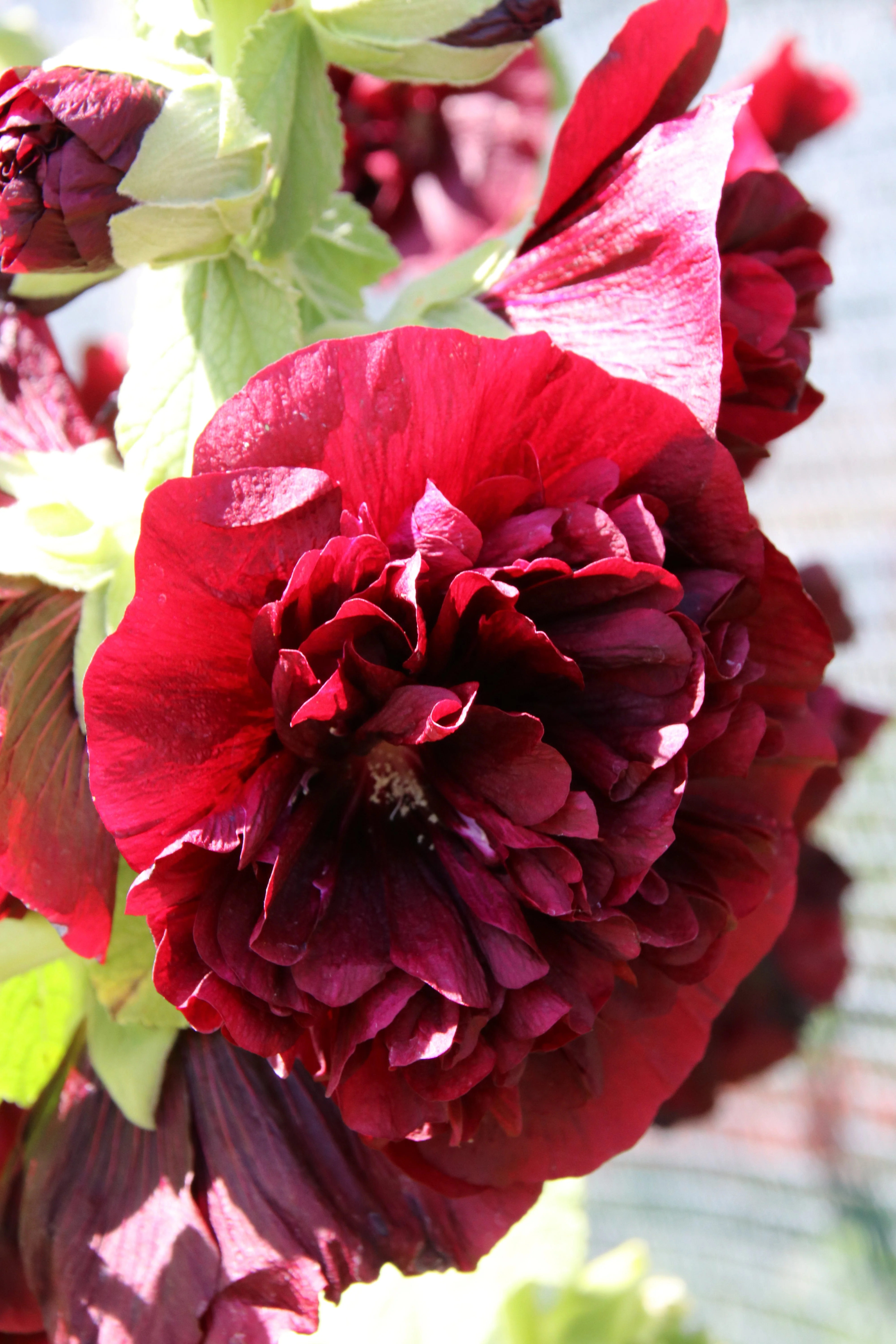 25 SCARLET DOUBLE Red HOLLYHOCK Alcea Rosea Flower Seeds Perennial - Image 6