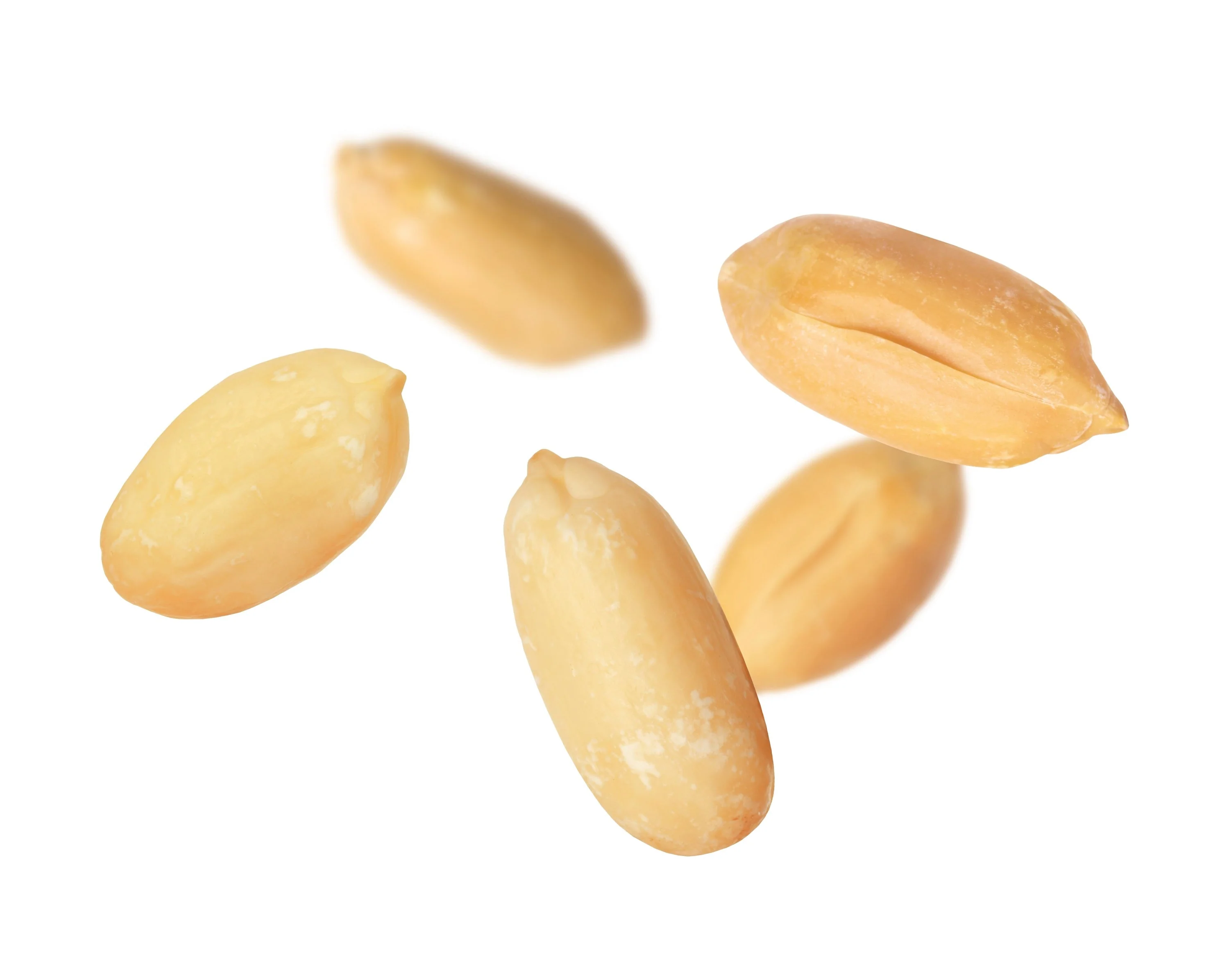 25 Seeds BAILEY II Virginia PEANUT Arachis Hypogaea Perennial Nut Plant - Image 8