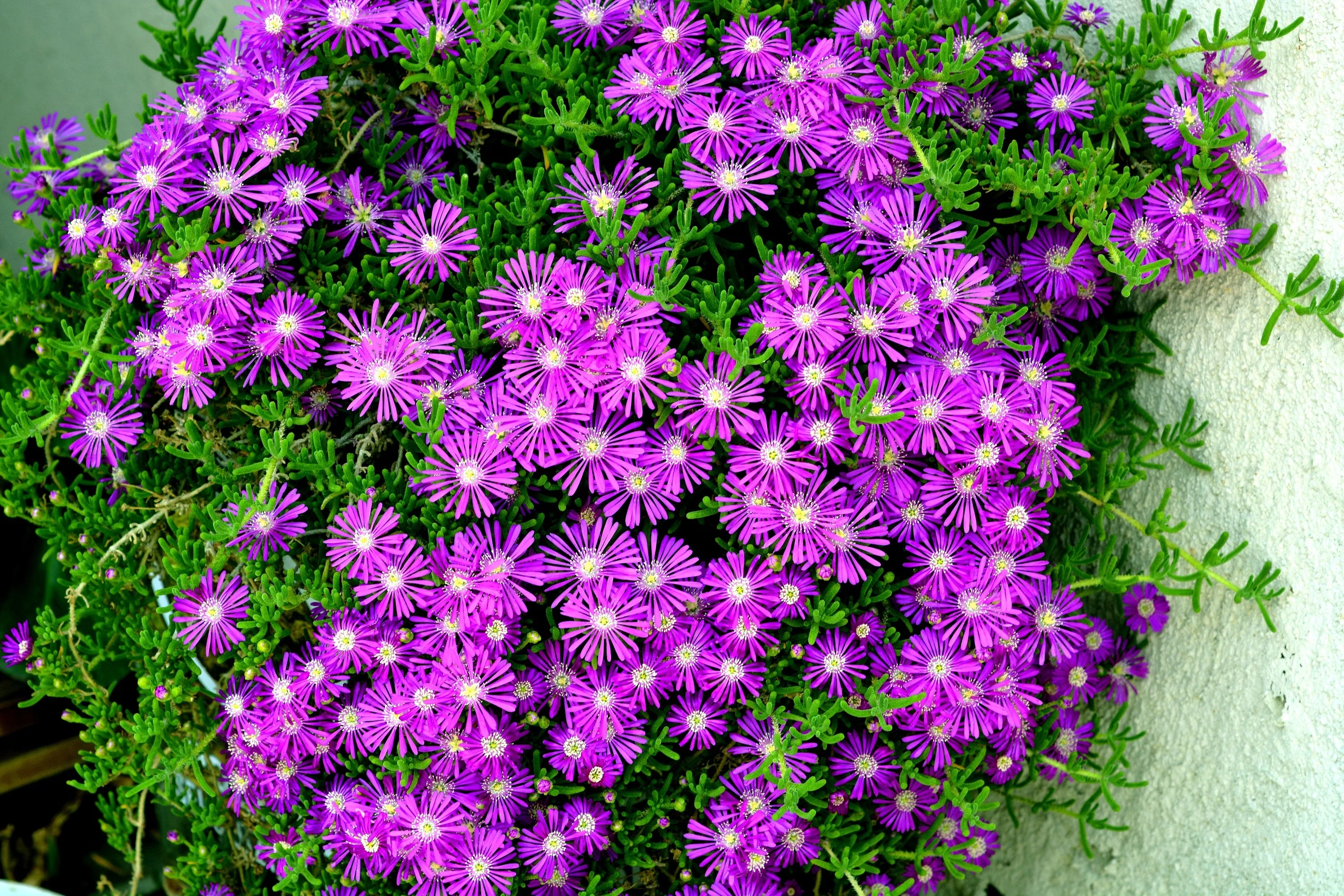 25 STARDUST ICE PLANT Mesembryanthemum Delosperma Floribunda Perennial Purple & White Flower Seeds - Image 8