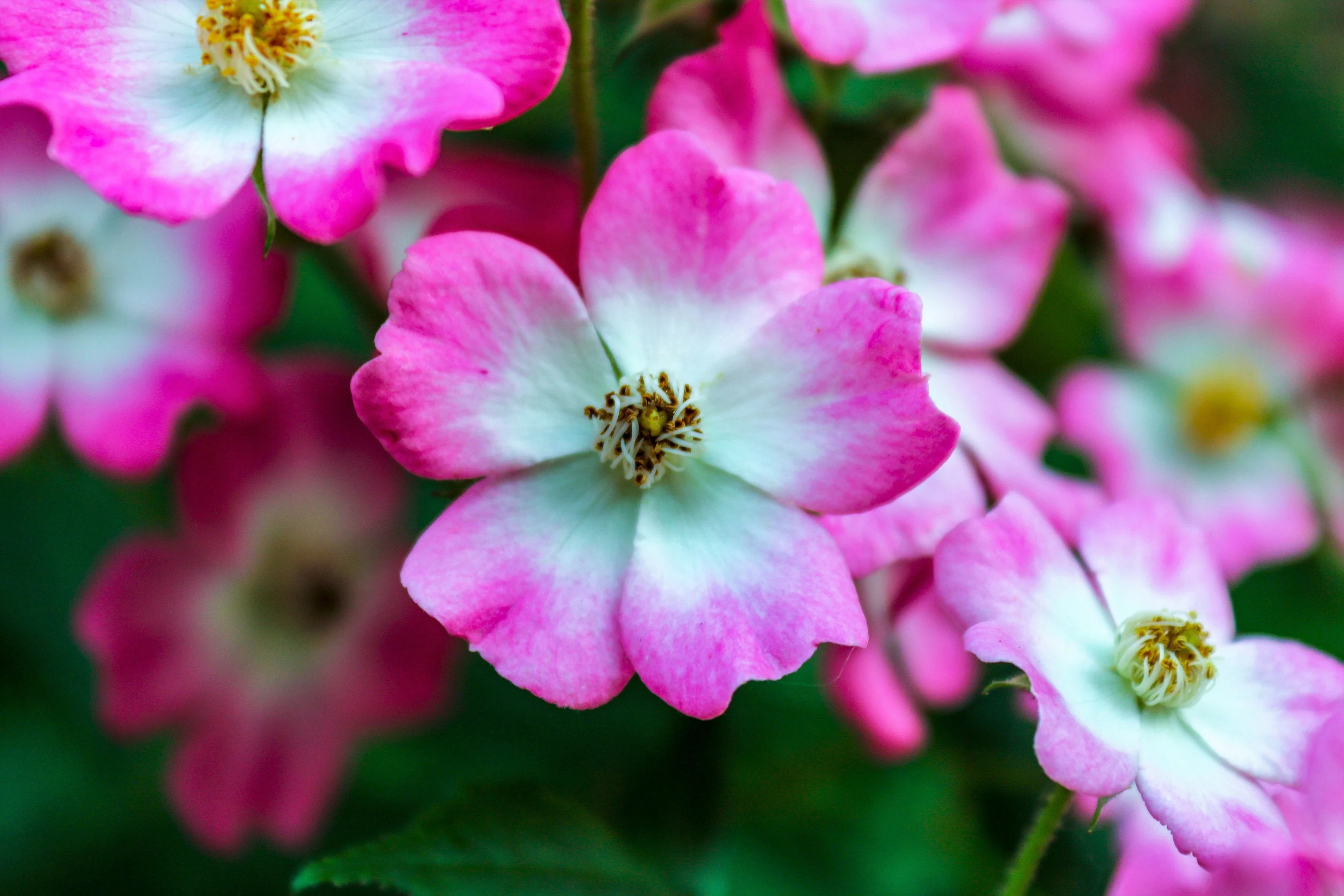 25 SWEET BRIAR ROSE Multiple Shades of Pink Eglantine Rose Rosa Eglanteria syn. Rosa Rubiginosa Flower Shrub Seeds - Image 7