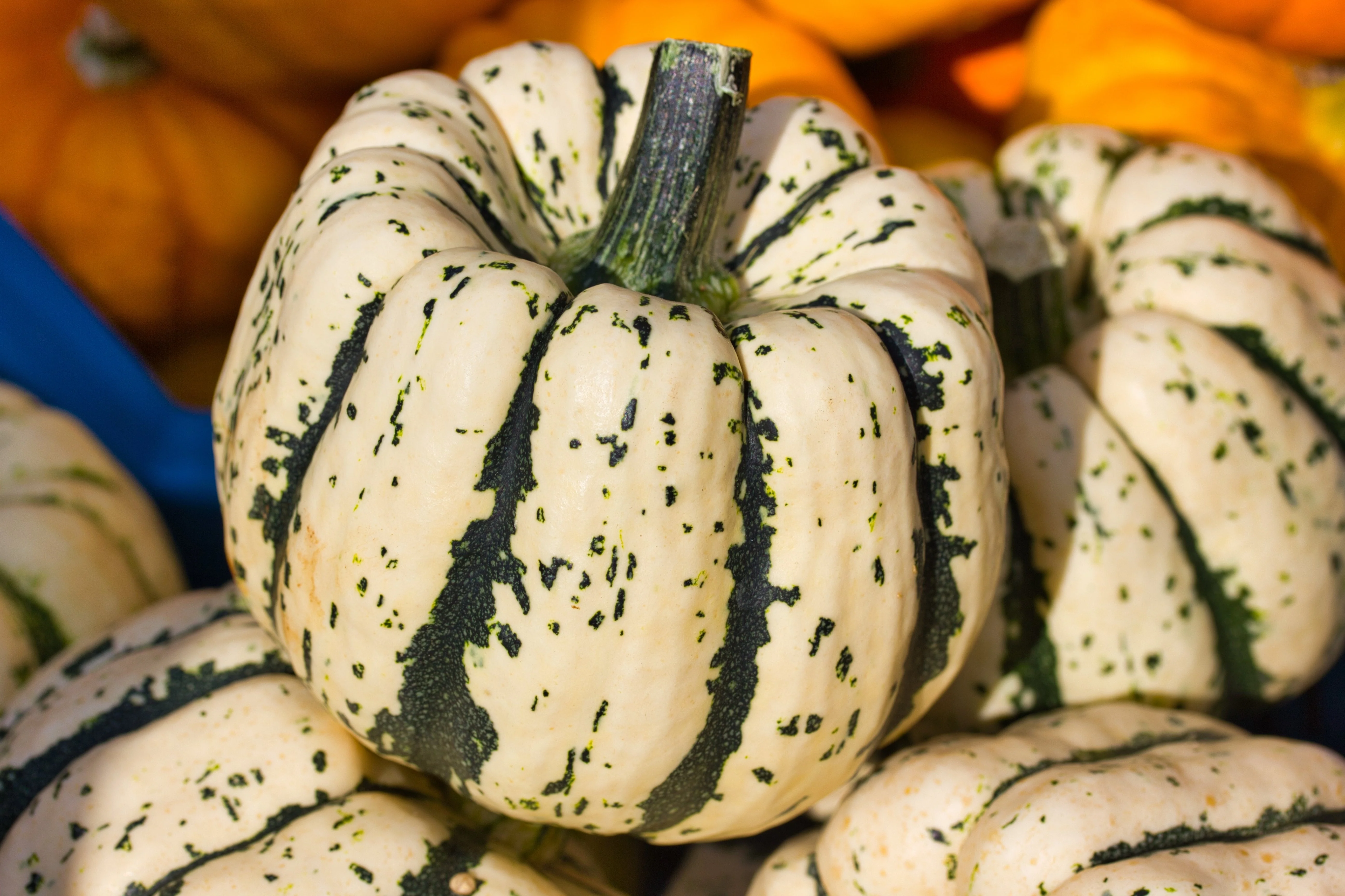 25 SWEET DUMPLING SQUASH Orange Winter Delicata Cucurbita Maxima Vegetable Seeds - Image 2