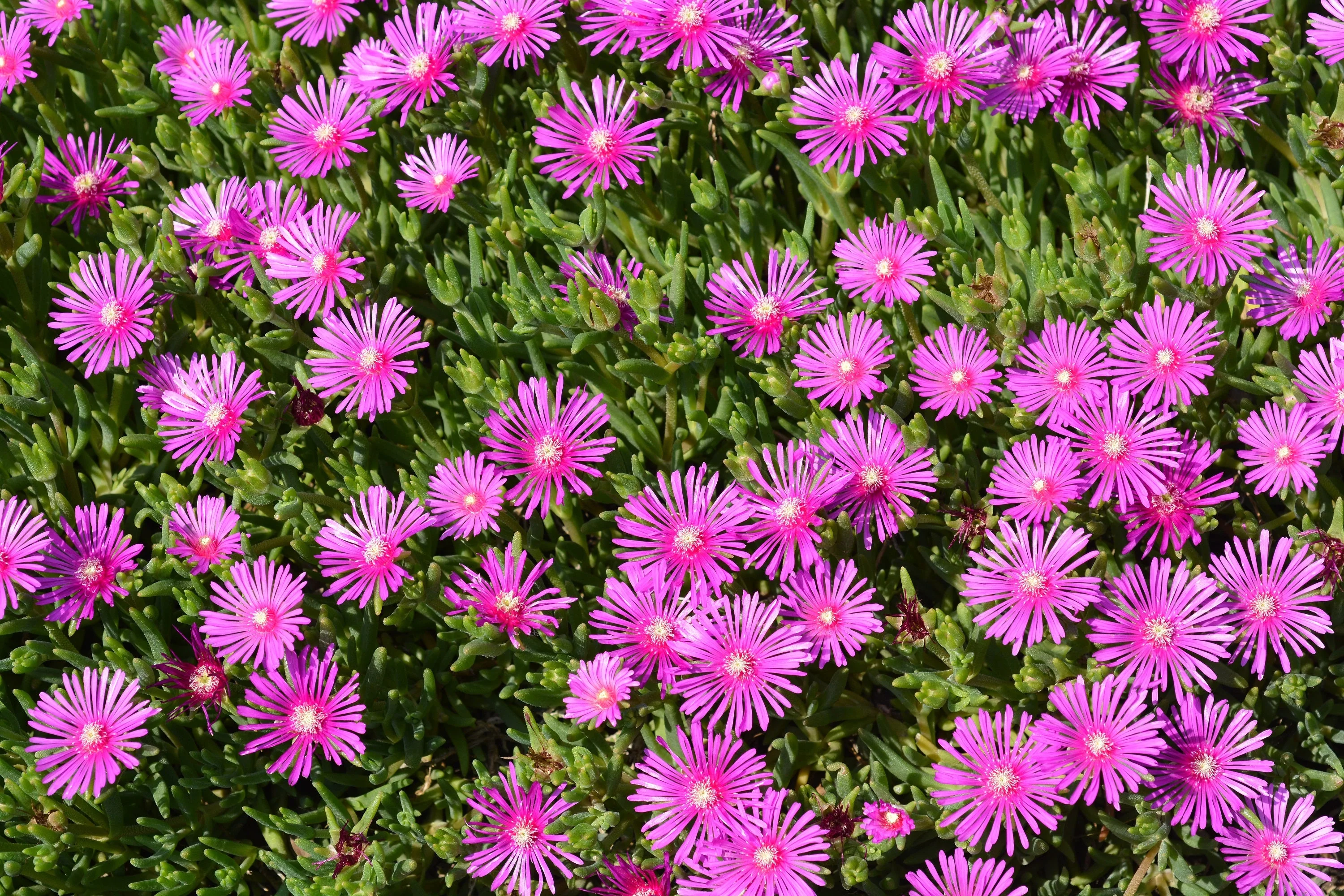 25 Table Mountain ICE PLANT Magenta Fuchsia Delosperma Cooperi Hardy Pink Carpet Flower Seeds - Image 11